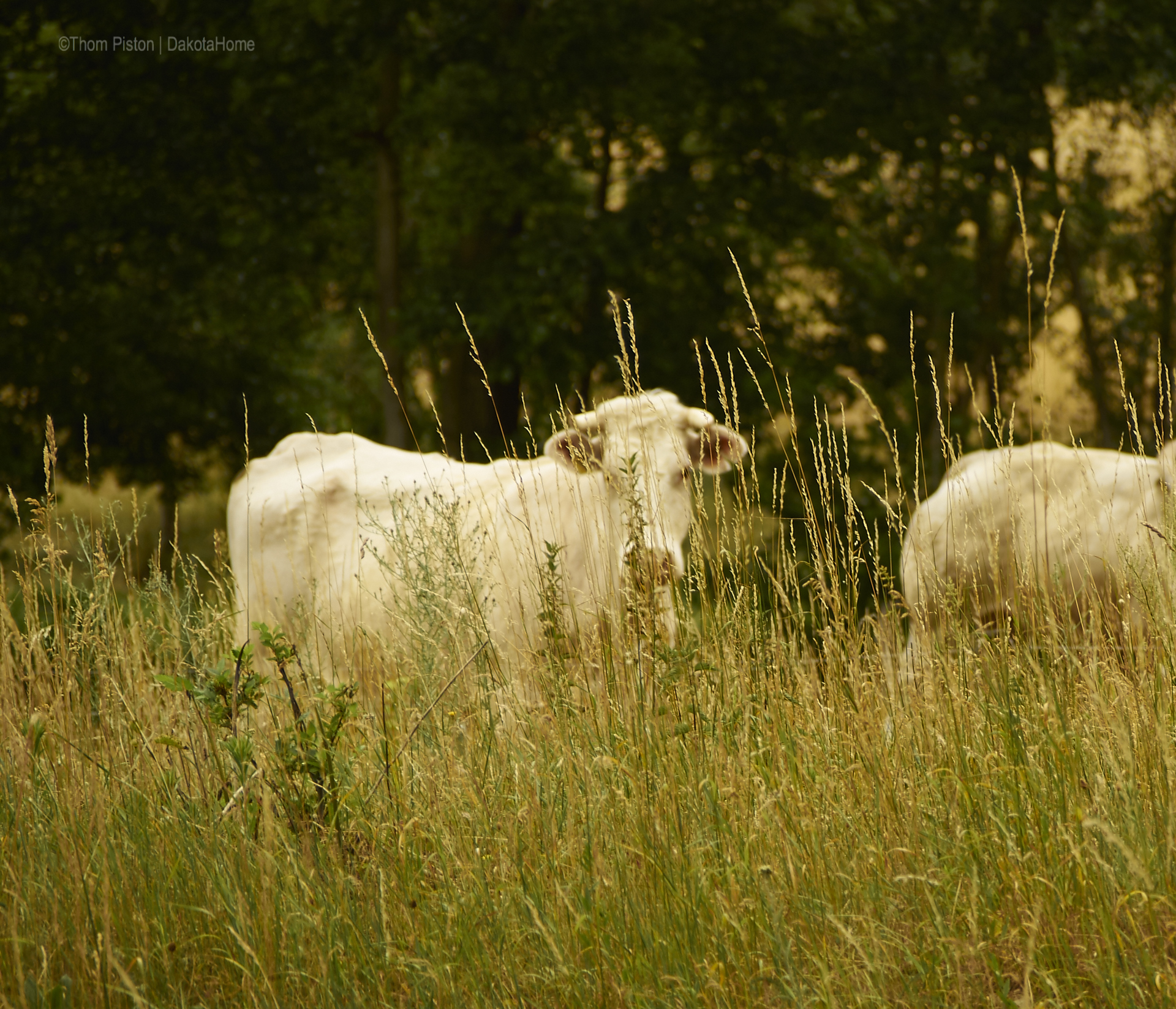 Rinder im Wald