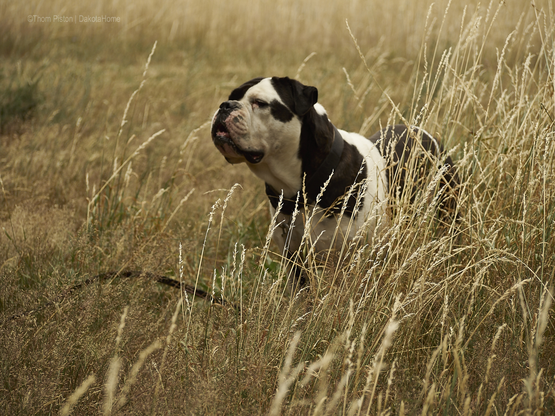 die Bulldogge hat Nase in Wind...