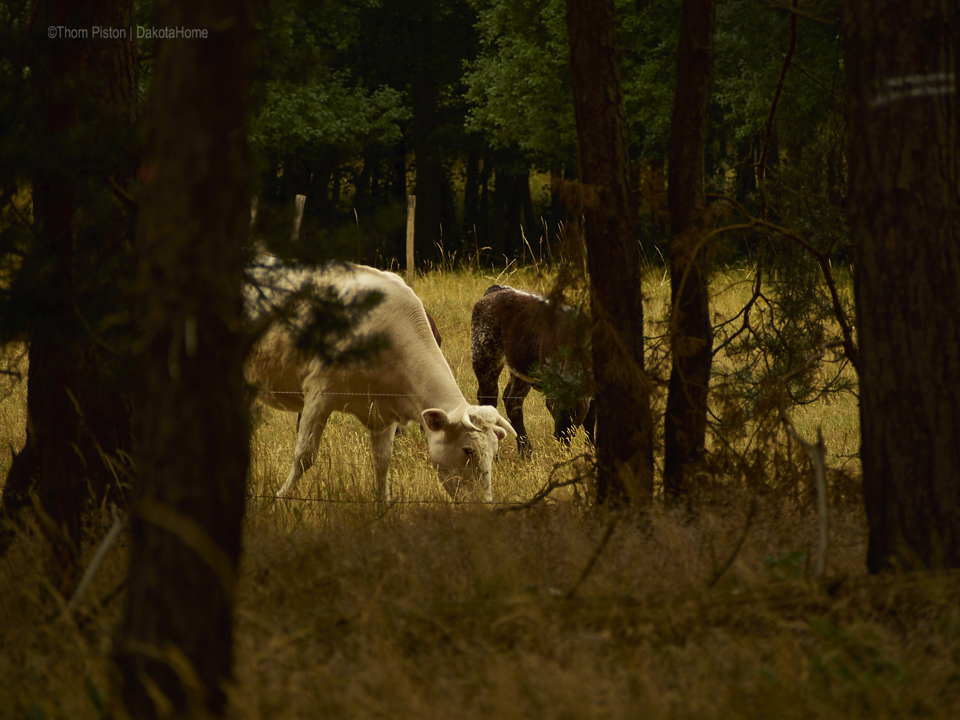 Rinder im Wald