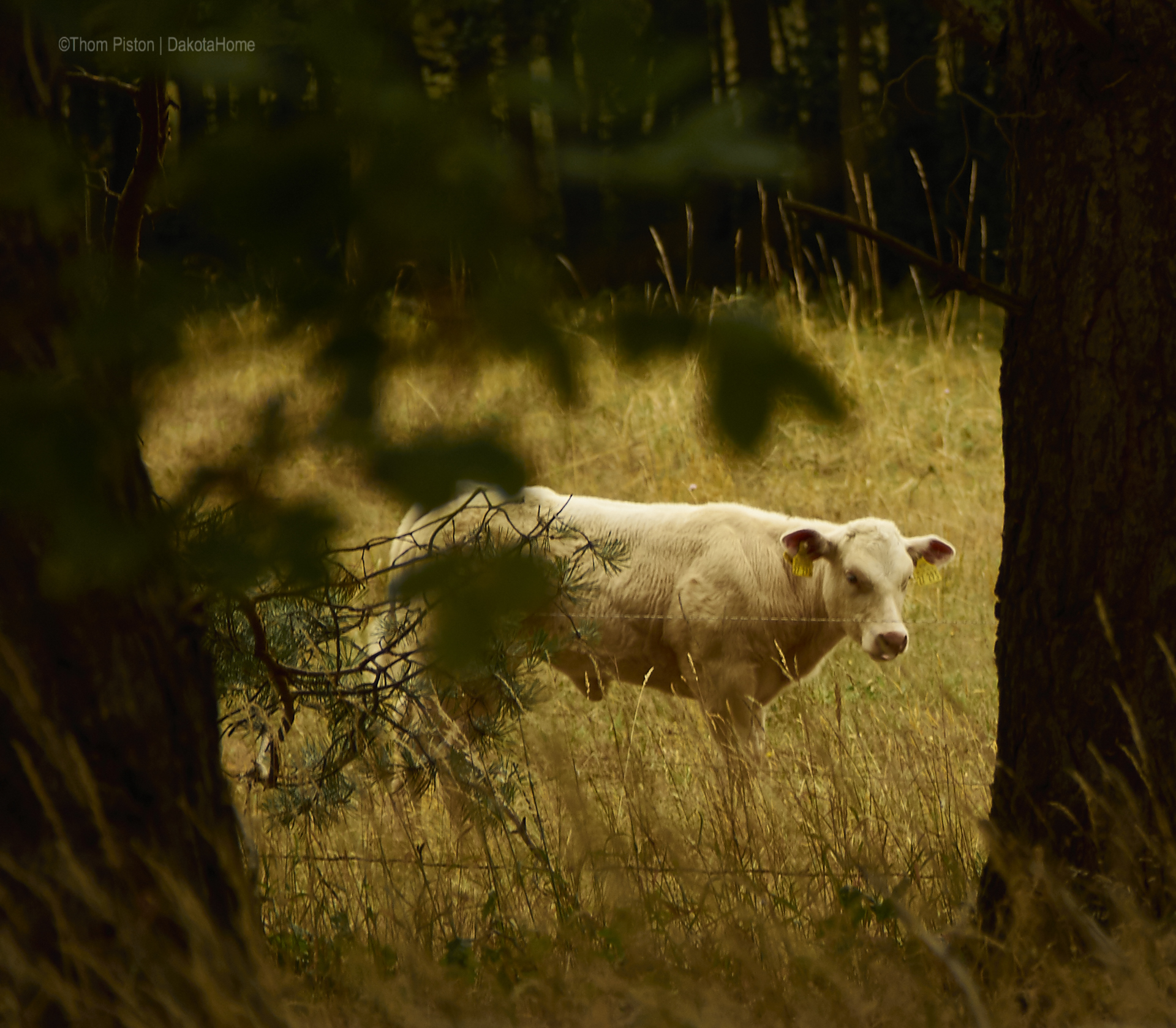 Rinder im Wald