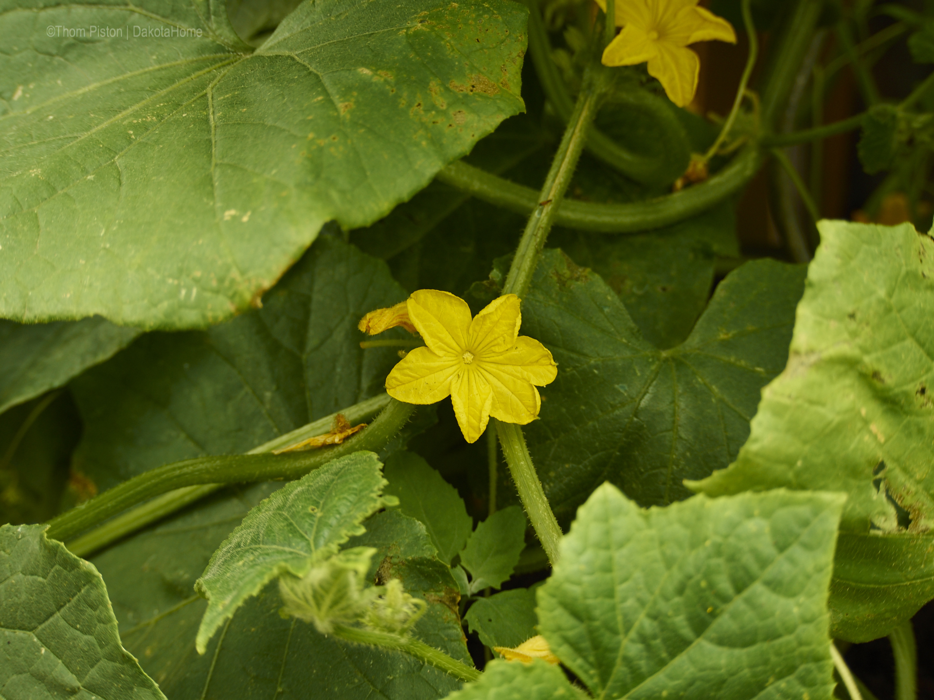 Dakota Home, Gurkenblüten