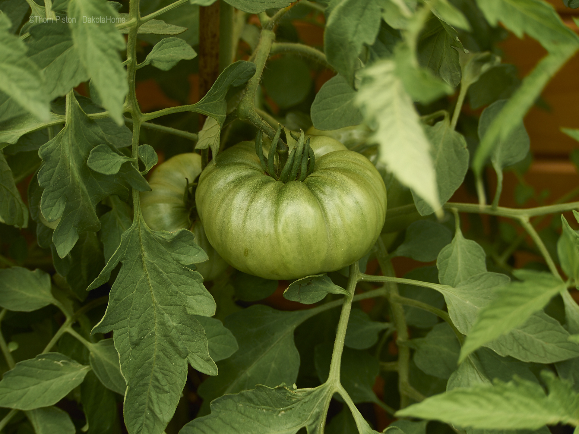 Dakota Home, Rotes Gold in Grün, Tomaten