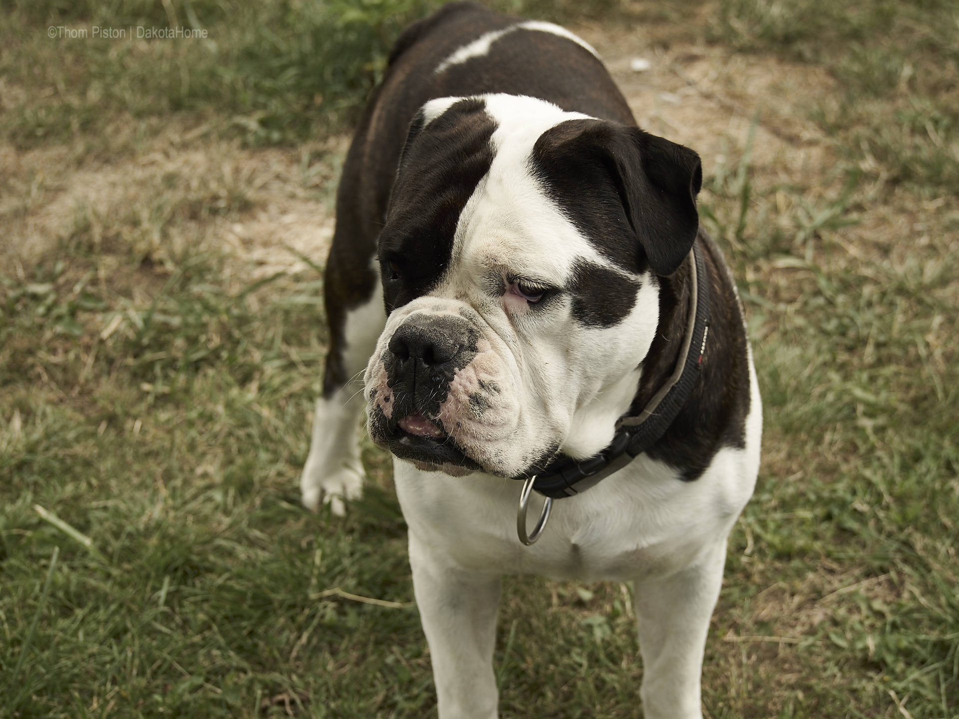 Dakota Home, Alwin die Olde British Bulldog kurz vorm blödsinn machen..zb. kartoffeln ausgraben um zu sehn ob sie schon fertig sind...