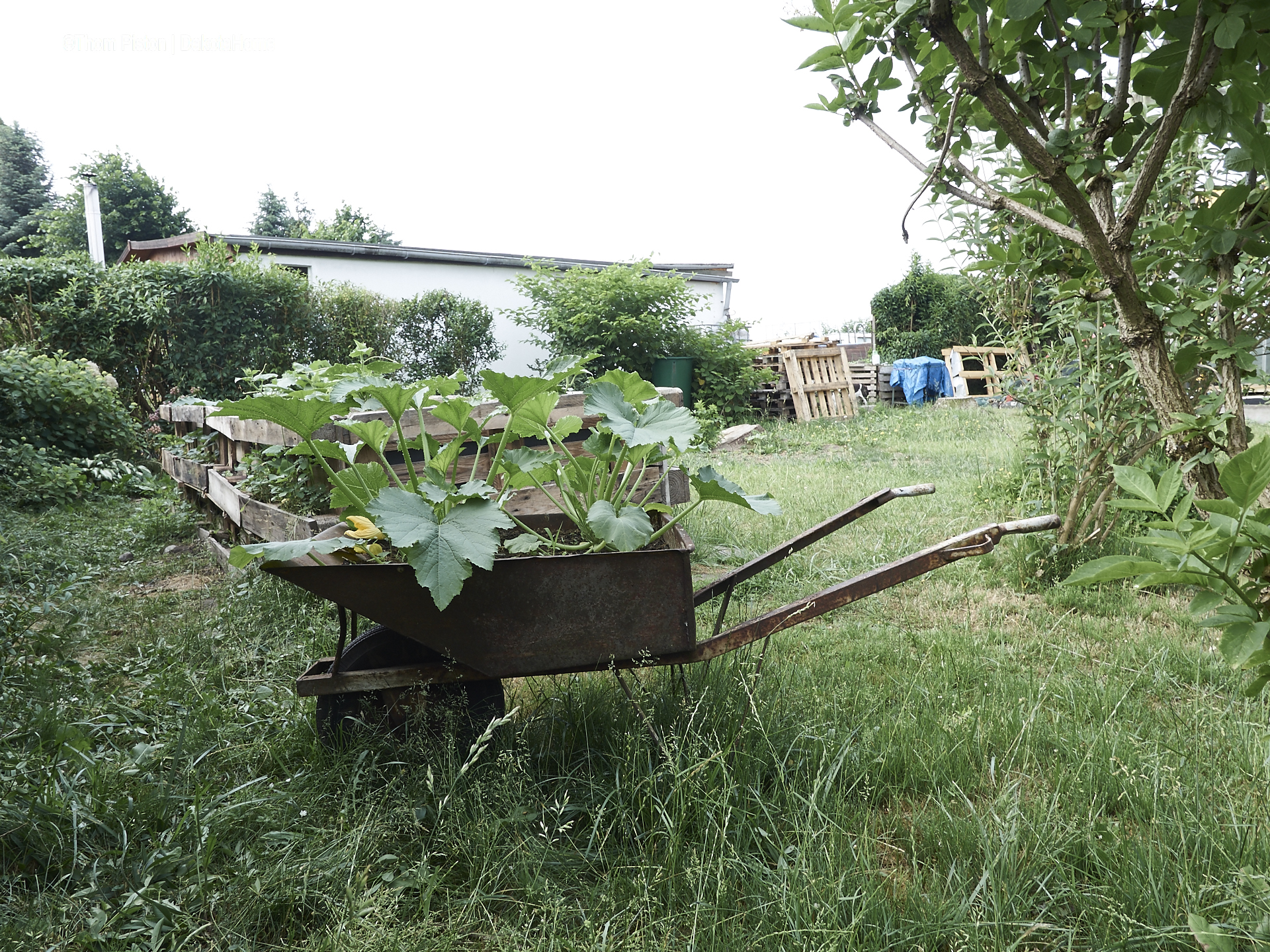 Unser kleiner Garten Anfang Juni 2018, Dakota Home