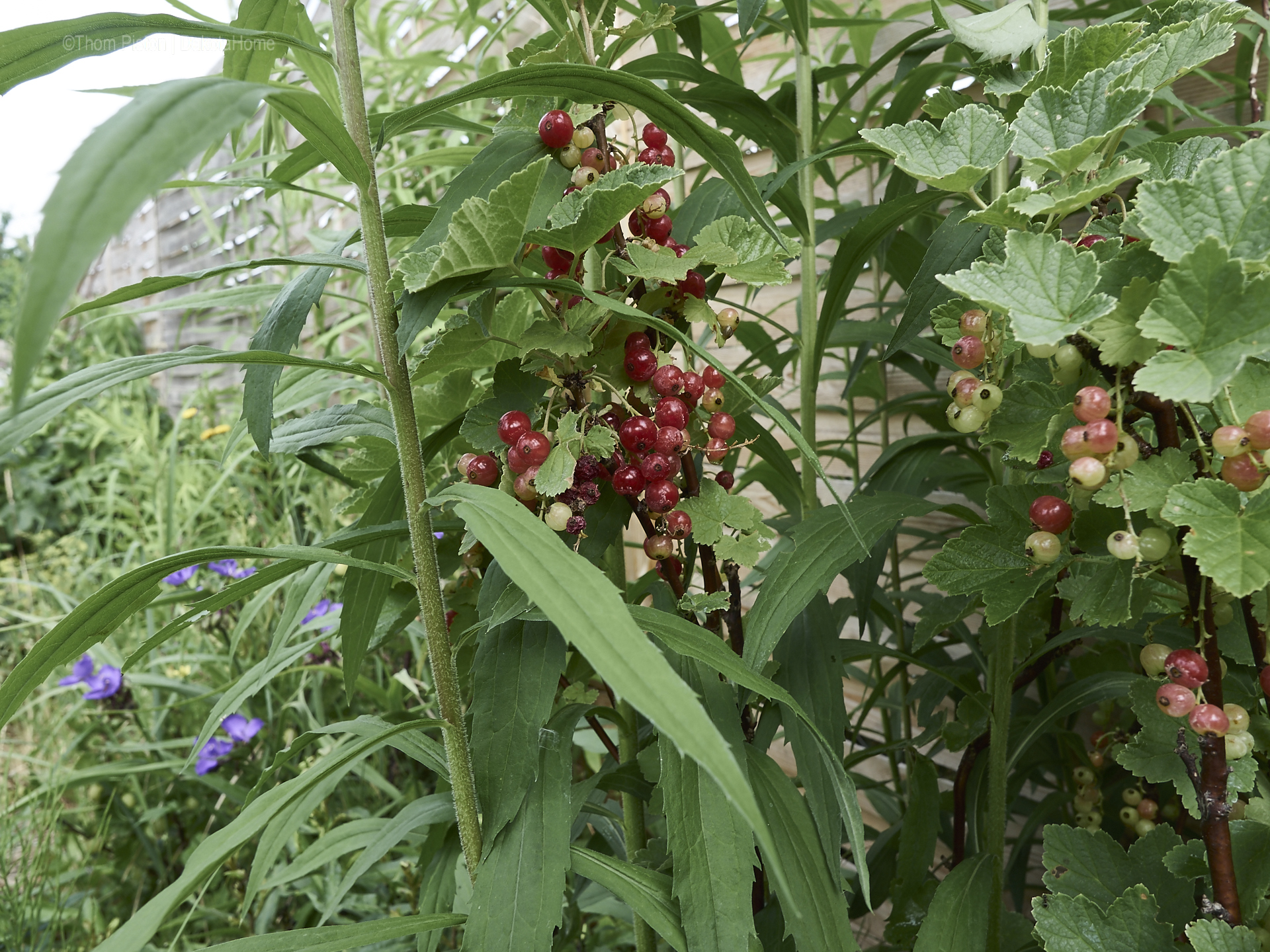 Unser kleiner Garten Anfang Juni 2018, Dakota Home