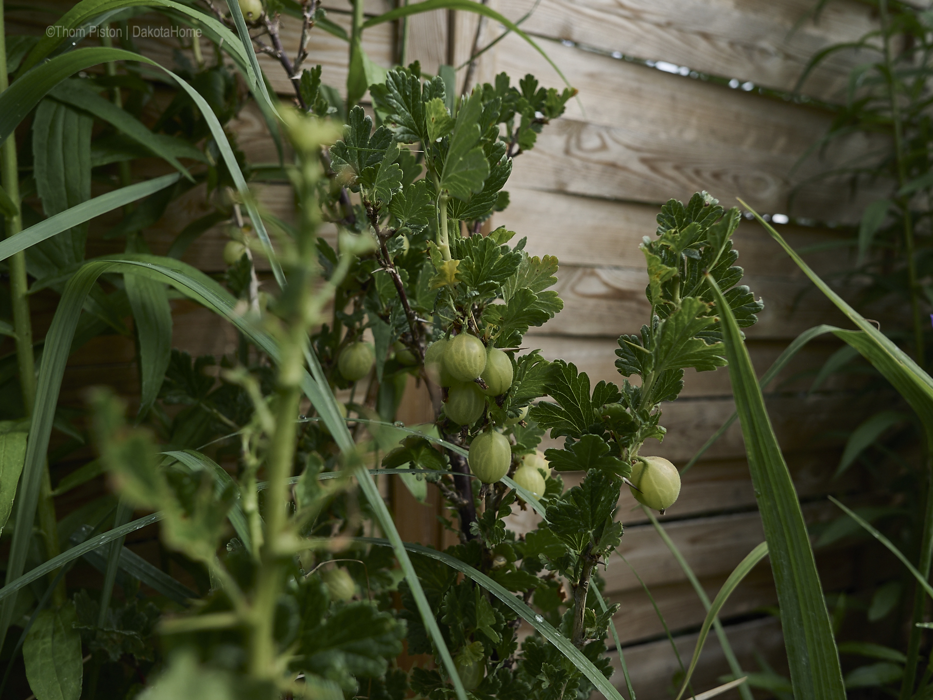 Unser kleiner Garten Anfang Juni 2018, Dakota Home