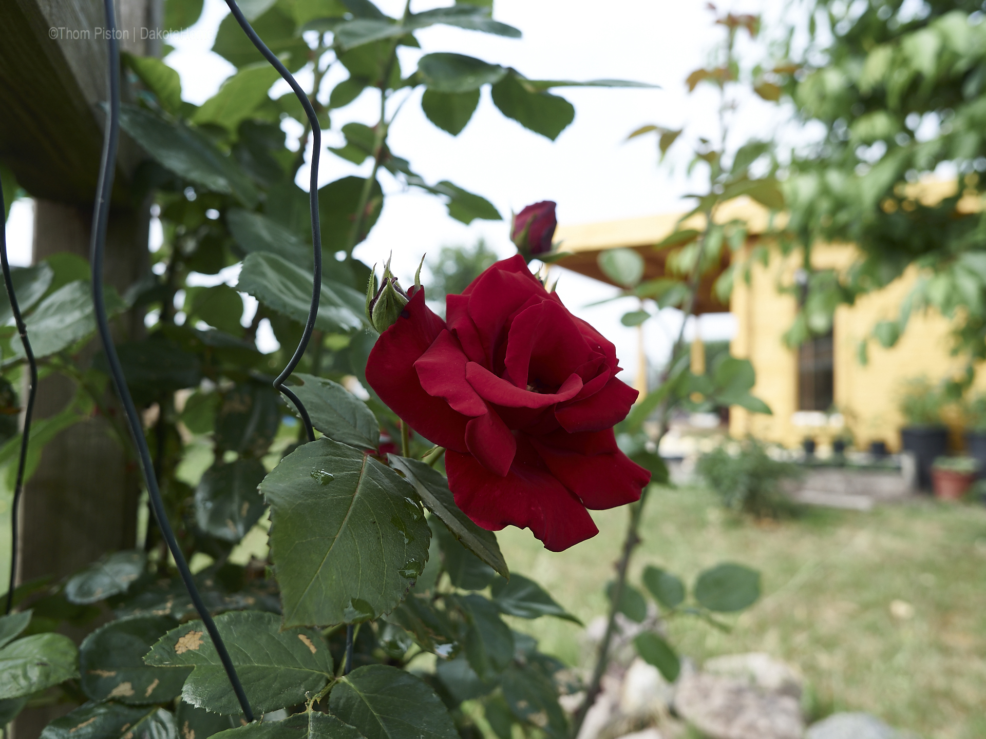 Unser kleiner Garten Anfang Juni 2018, Dakota Home