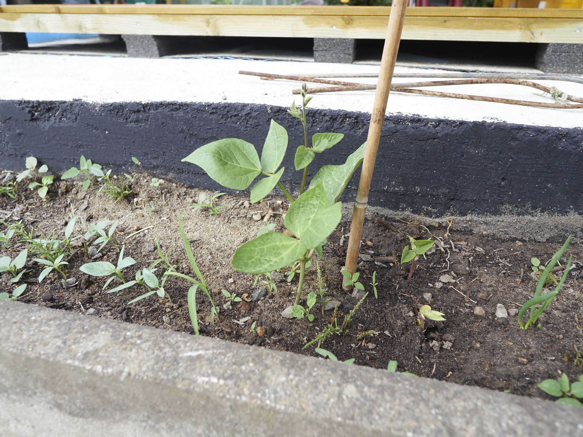 Unser kleiner Garten Anfang Juni 2018, Dakota Home