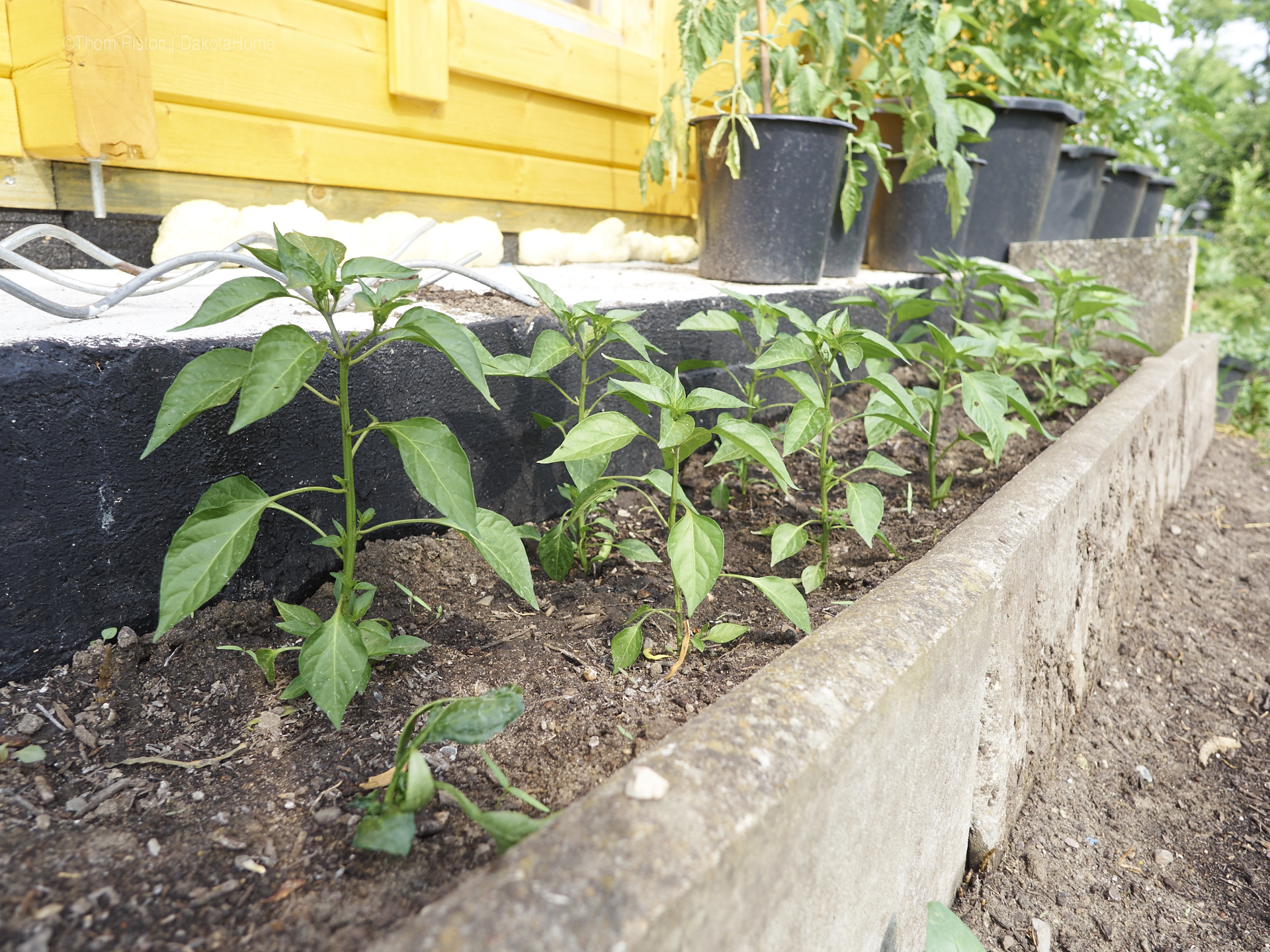 Unser kleiner Garten Anfang Juni 2018, Dakota Home