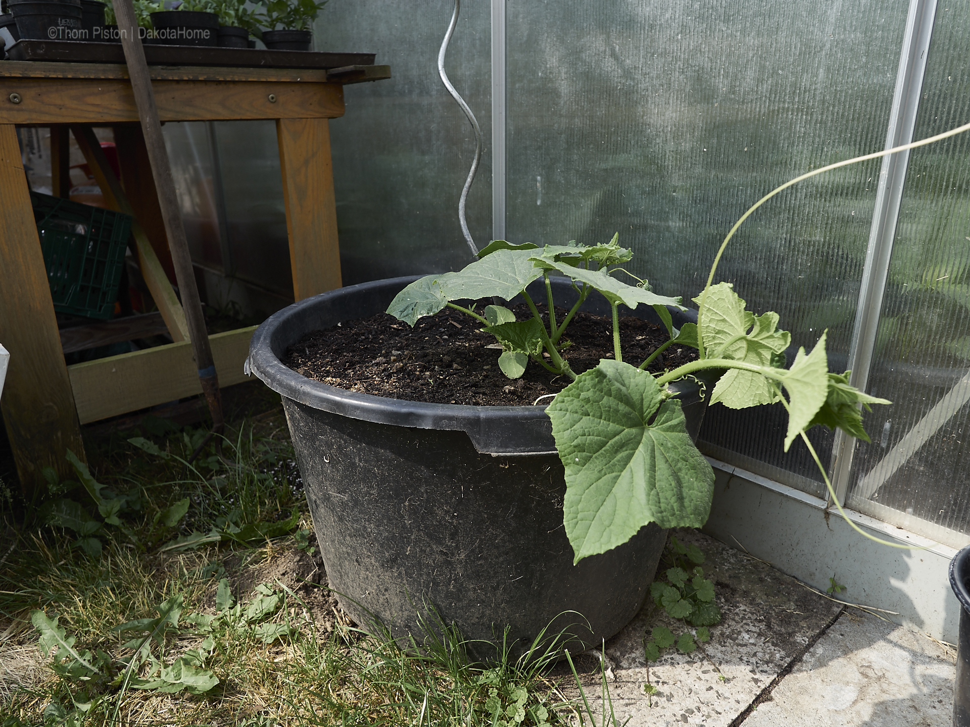 Unser kleiner Garten Anfang Juni 2018, Dakota Home