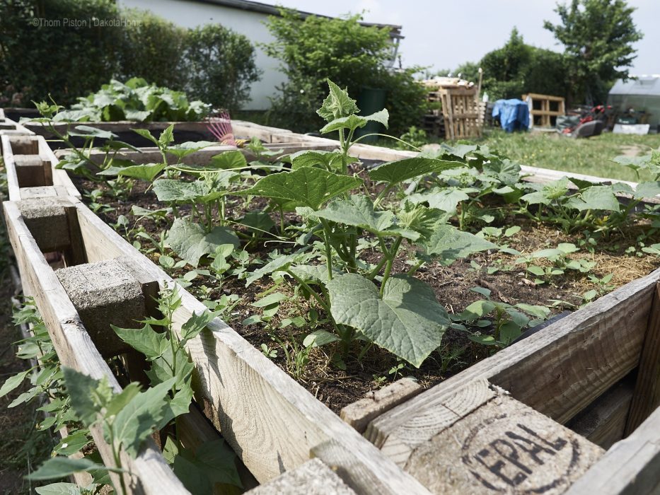 Unser kleiner Garten Anfang Juni 2018, Dakota Home