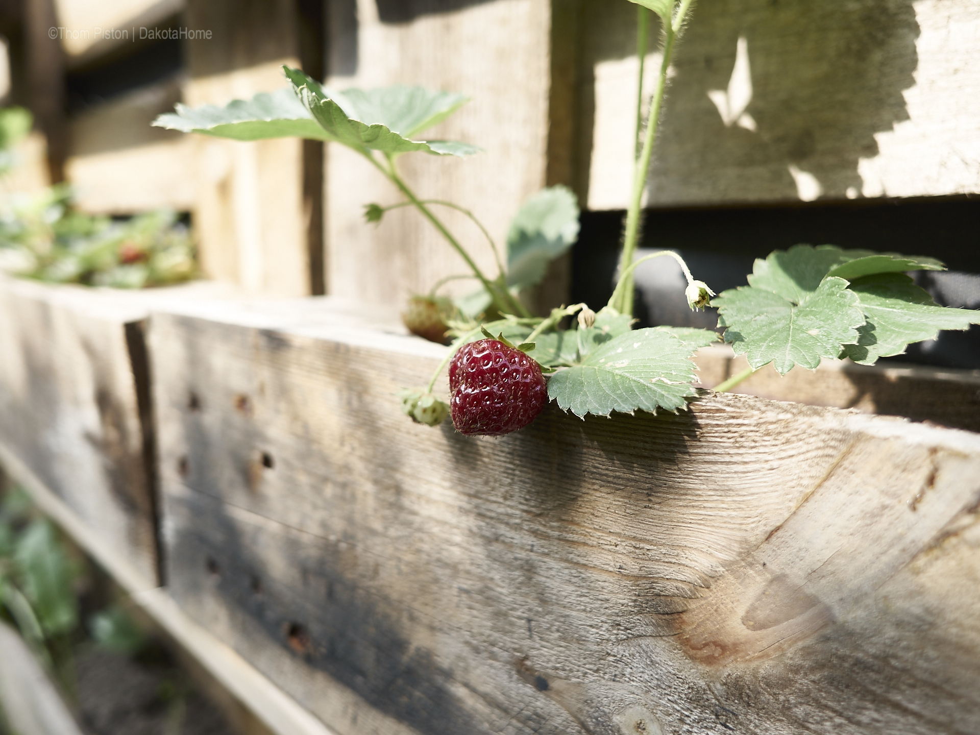 Unser kleiner Garten Anfang Juni 2018, Dakota Home