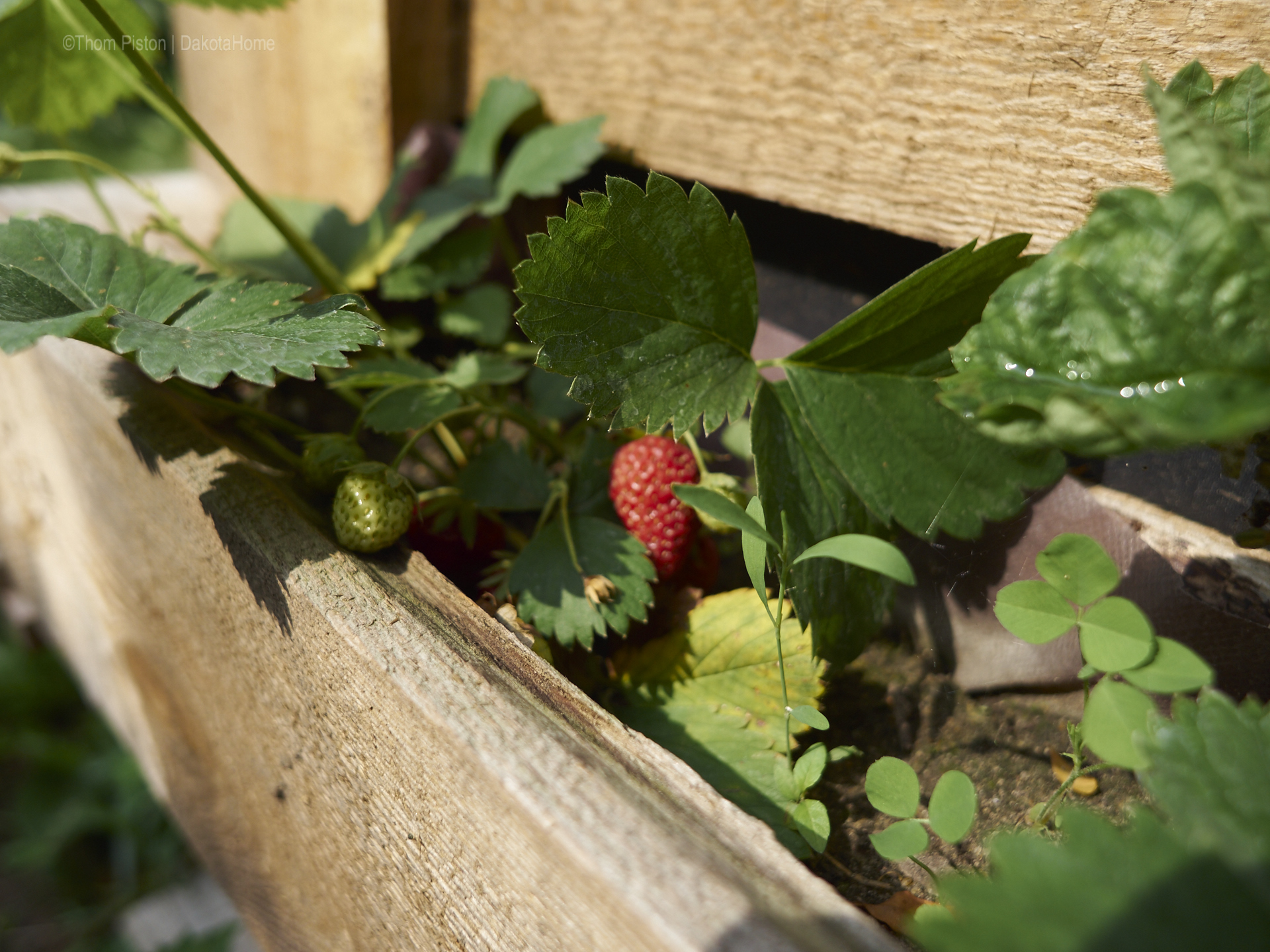 Unser kleiner Garten Anfang Juni 2018, Dakota Home