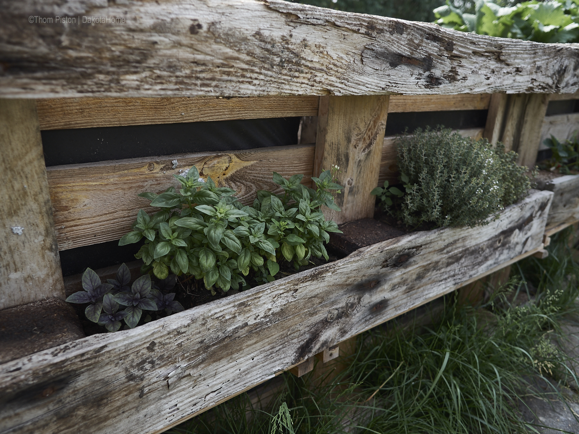 Unser kleiner Garten Anfang Juni 2018, Dakota Home