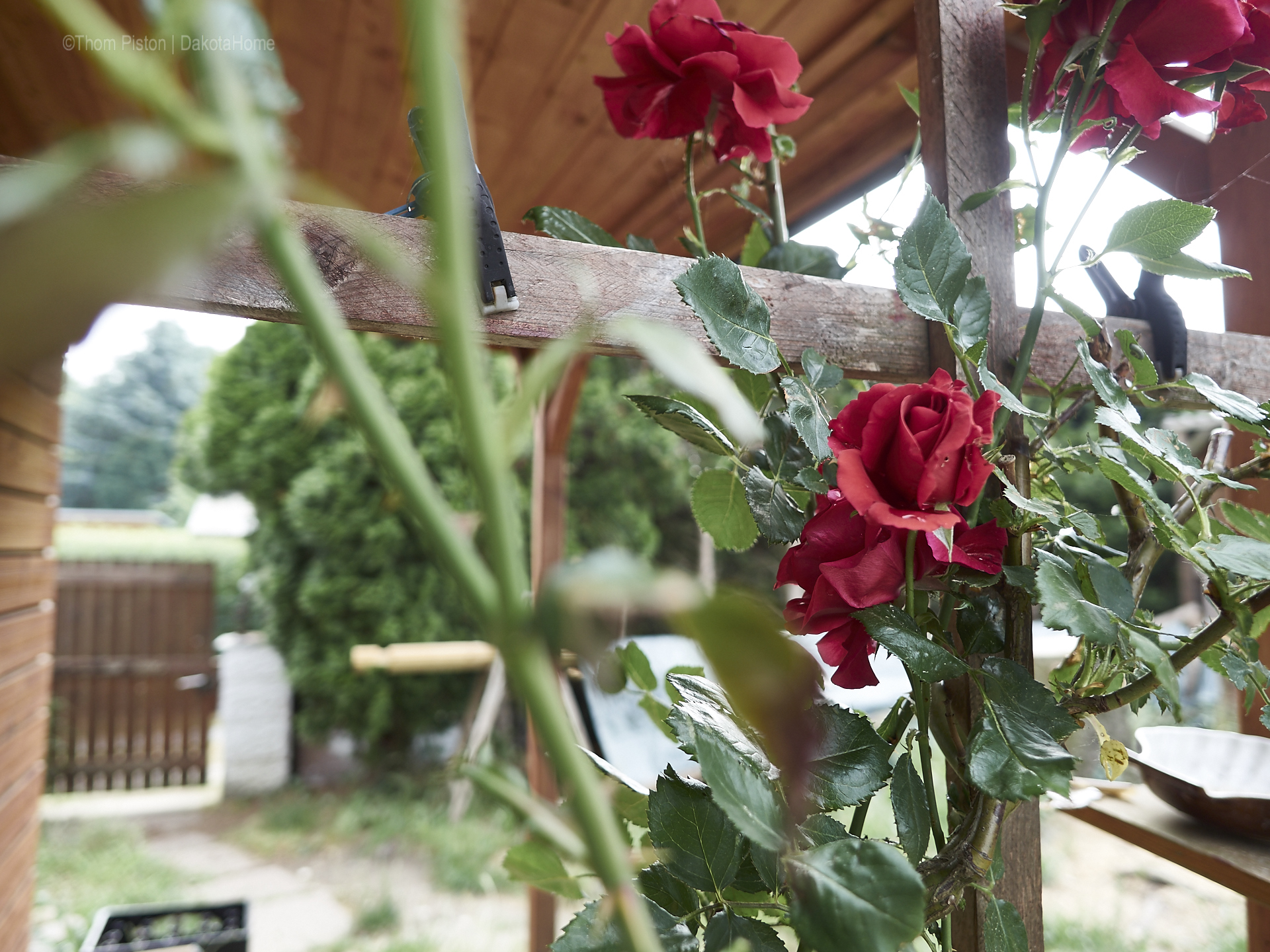 Unser kleiner Garten Anfang Juni 2018, Dakota Home