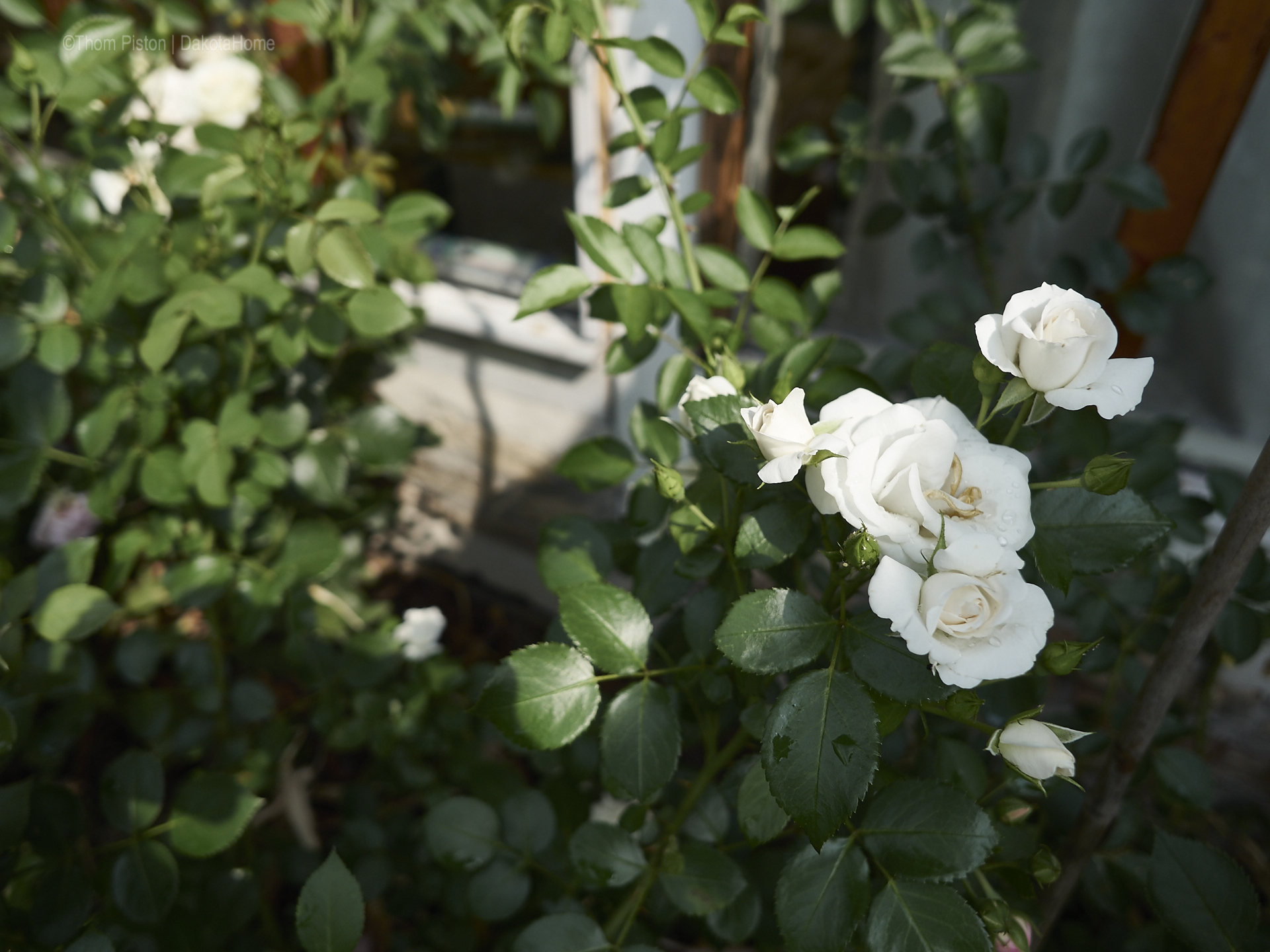 Unser kleiner Garten Anfang Juni 2018, Dakota Home