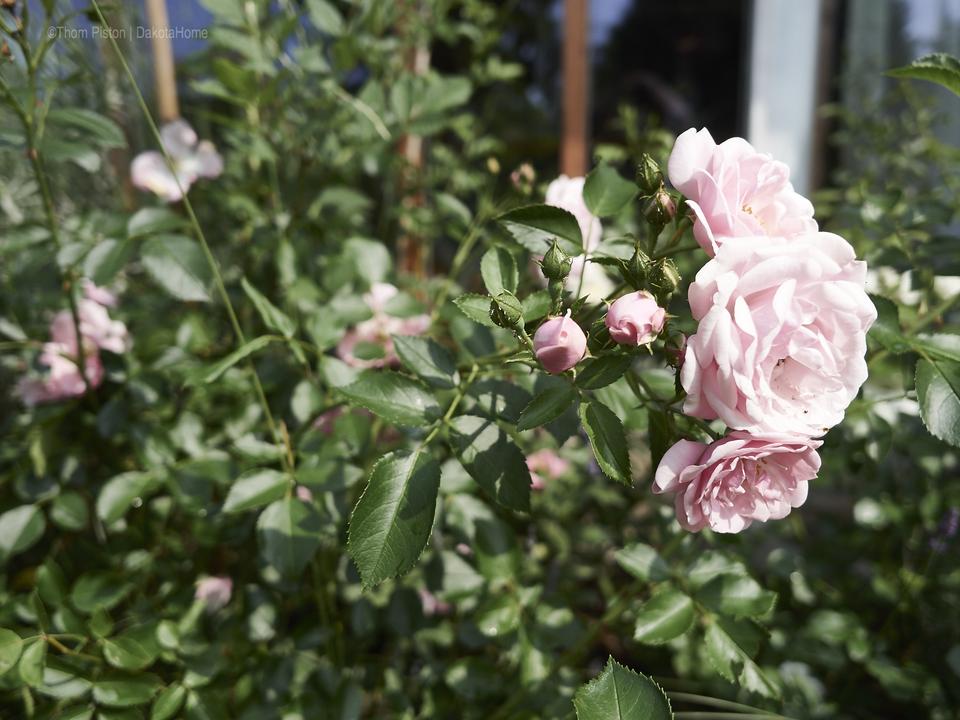 Unser kleiner Garten Anfang Juni 2018, Dakota Home