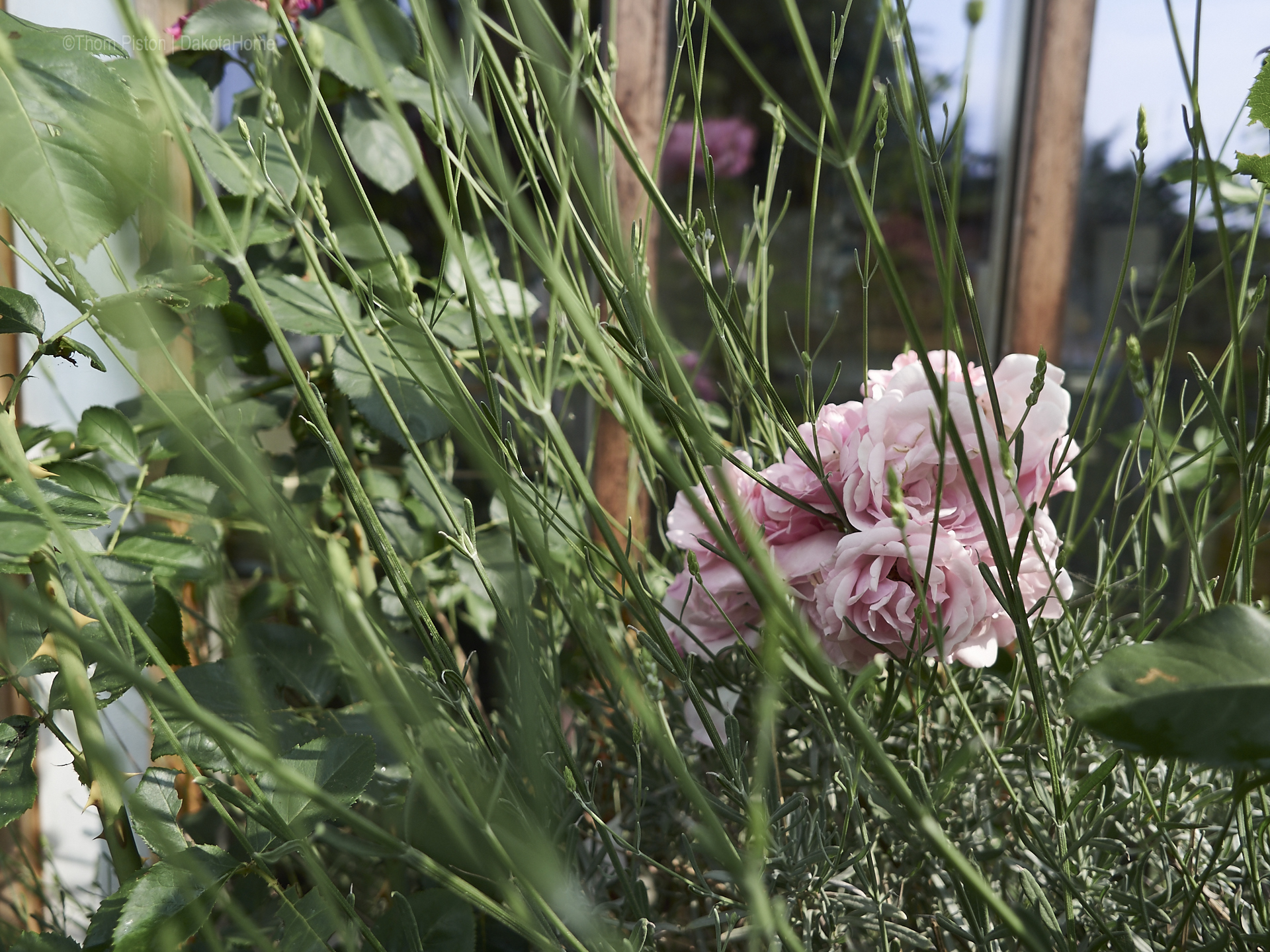 Unser kleiner Garten Anfang Juni 2018, Dakota Home