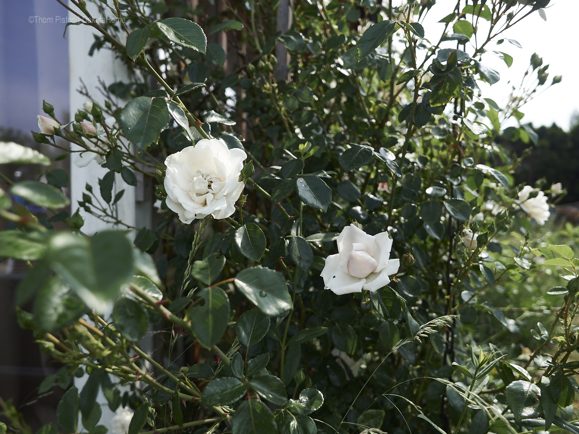 Unser kleiner Garten Anfang Juni 2018, Dakota Home