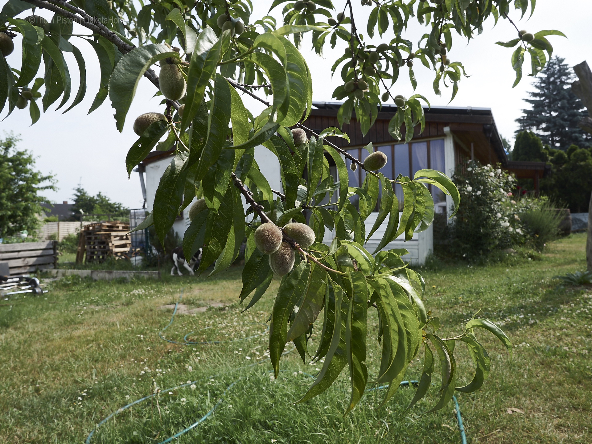 Unser kleiner Garten Anfang Juni 2018, Dakota Home