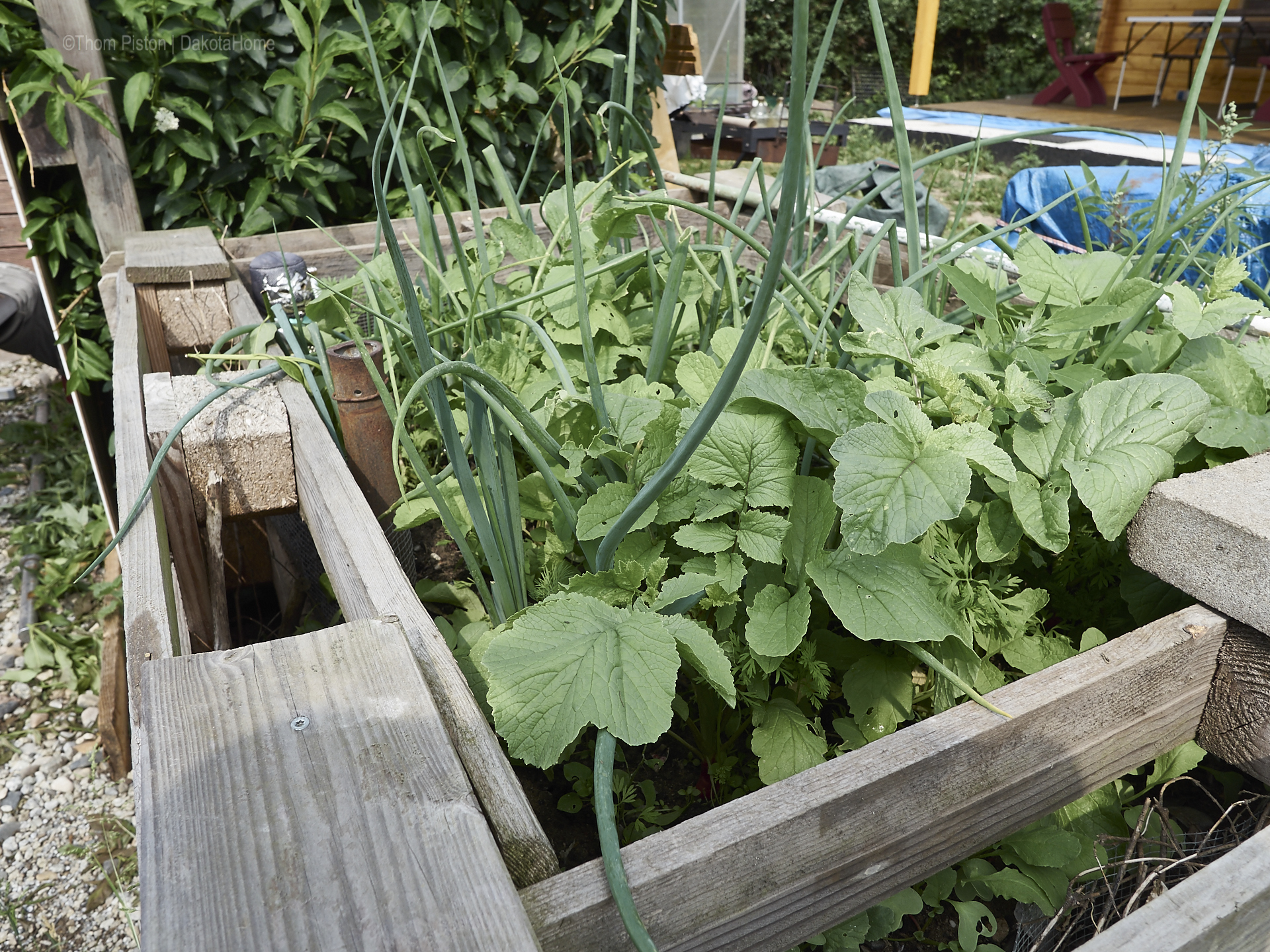 Unser kleiner Garten Anfang Juni 2018, Dakota Home