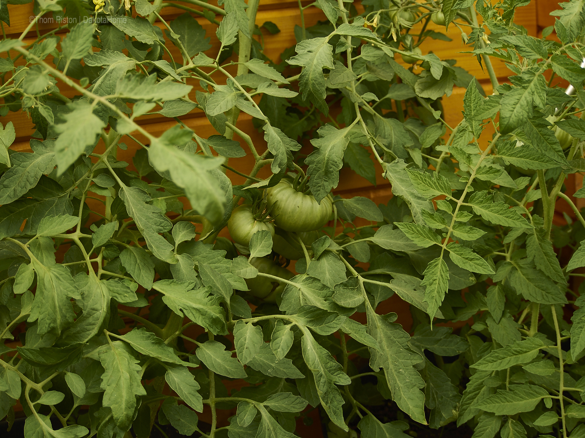 ...einige unserer Tomaten.., Mitte Juni 2018
