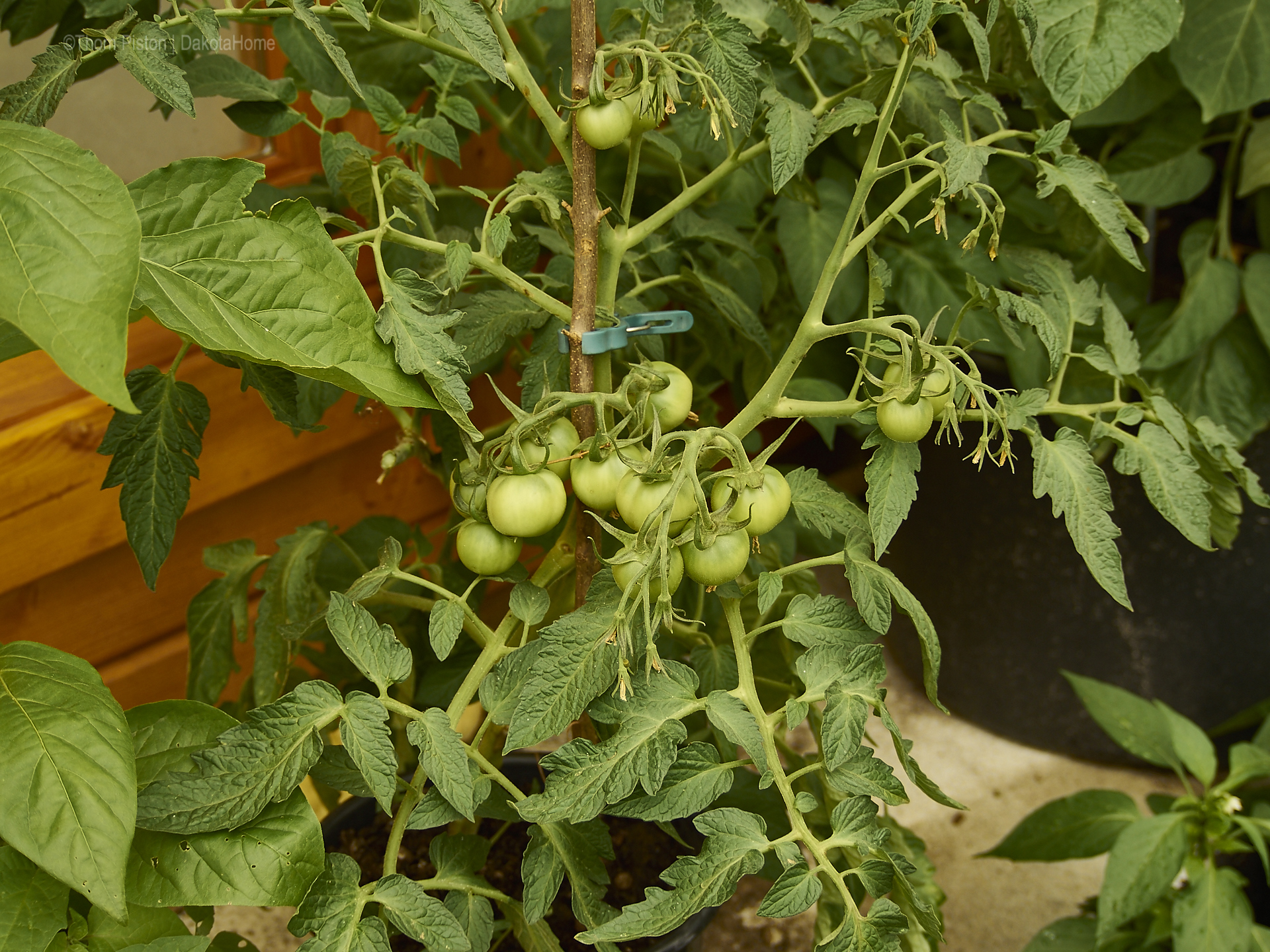 ...einige unserer Tomaten.., Mitte Juni 2018