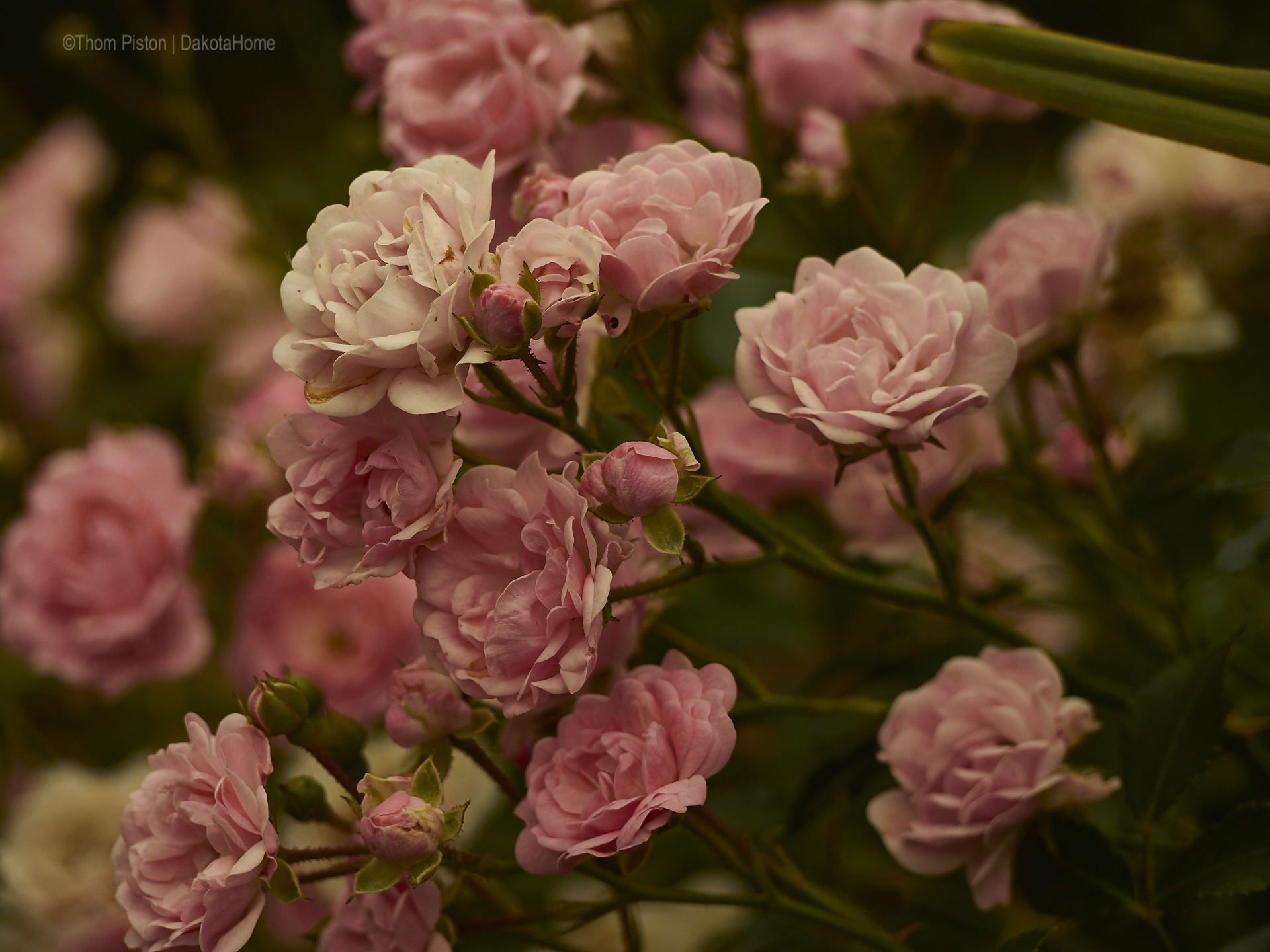 ...Rosen .., Mitte Juni 2018