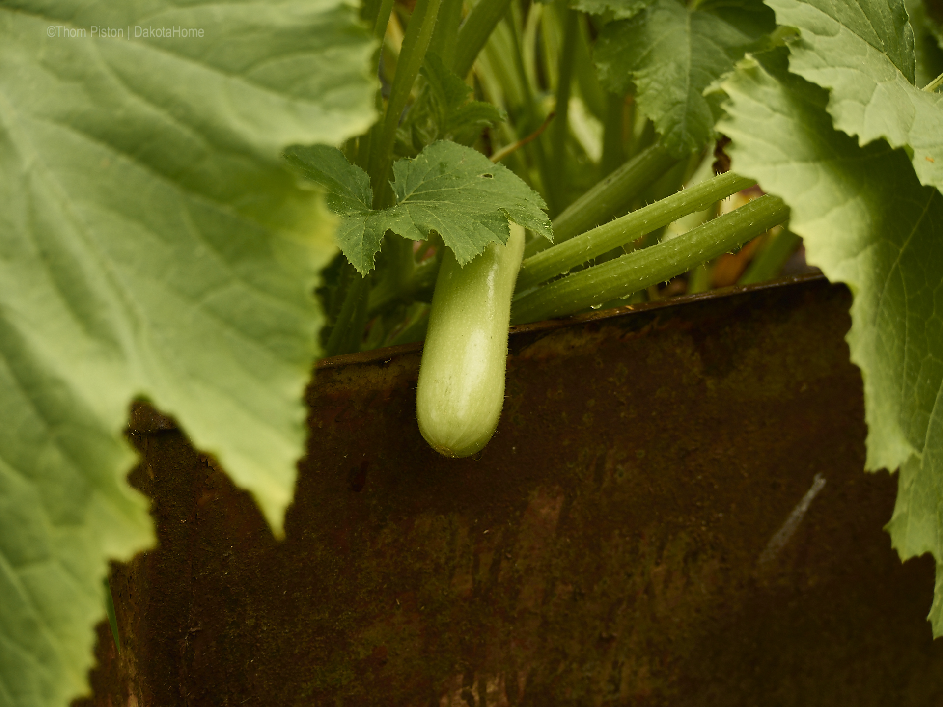 ...Zuccini, unser Schubkarrengemüse .., Mitte Juni 2018