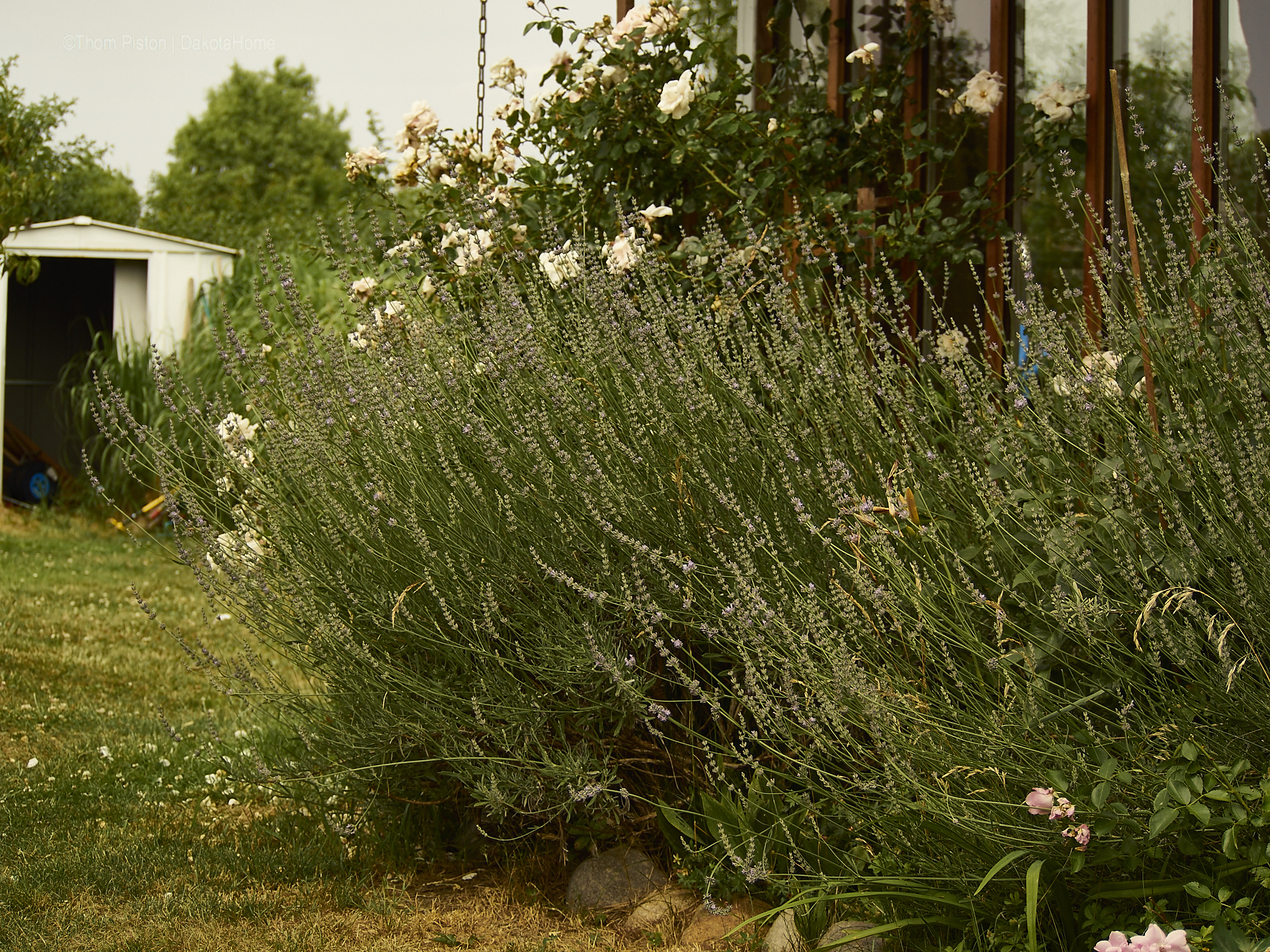 ...einer unserer Lavendel...leider ist für morgen sehr viel Wind angesagt..voriges Jahr schredderte ein Sturm unseren gesamten Lavndel .., Mitte Juni 2018