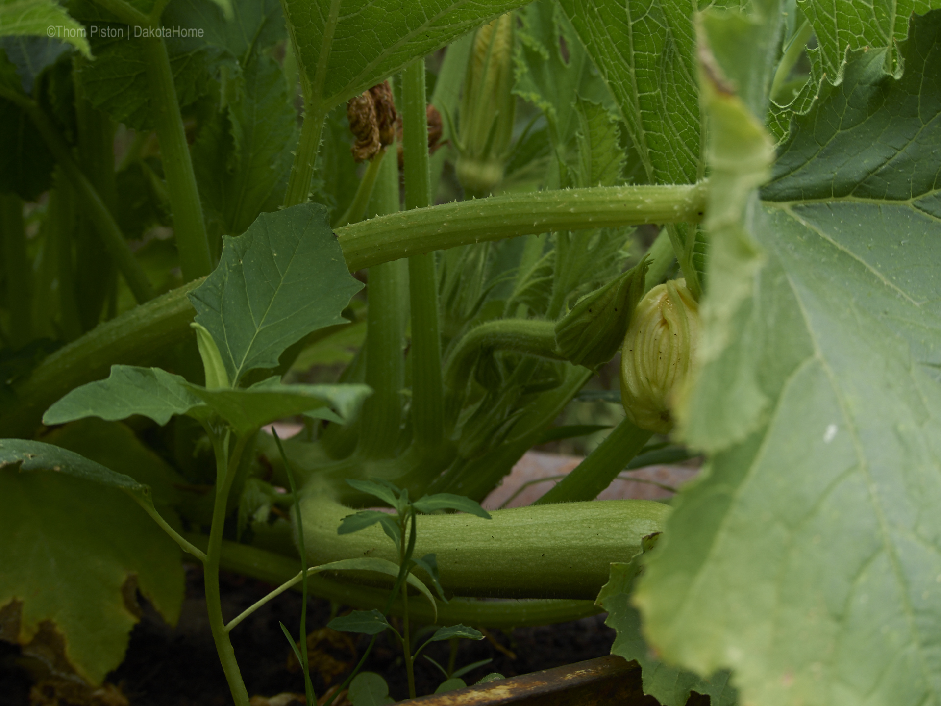 ..die zucchinis hatten ja ma ne pause gemacht nach den ersten ernten..jetzt geben sie wieder alles..