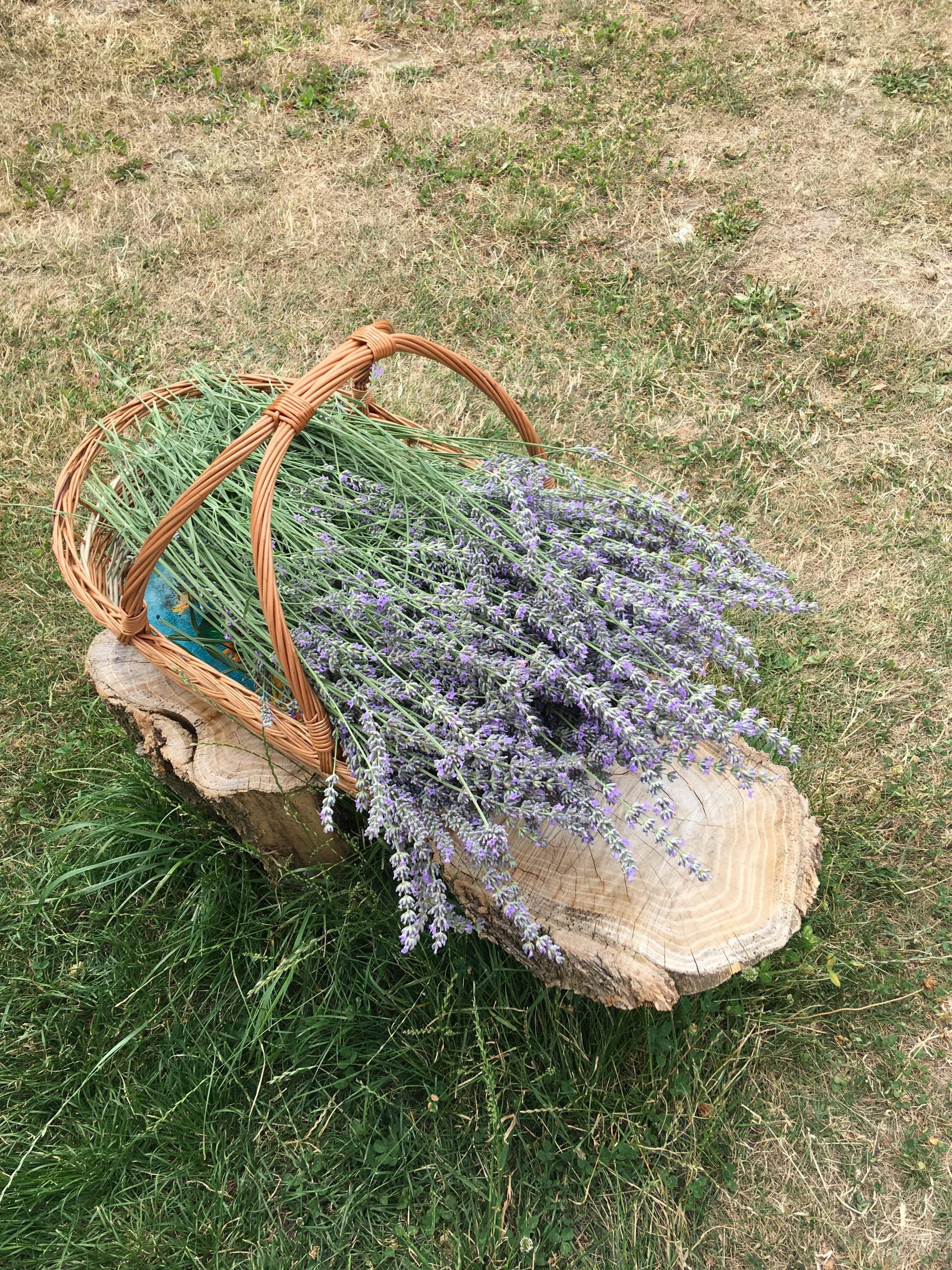 Lavendel zu nem drittel zurueck geschnitten..in der hoffnung das er noch ne runde einlegt...