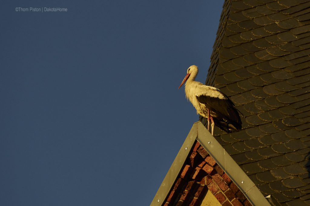 der Storch macht ma Pause