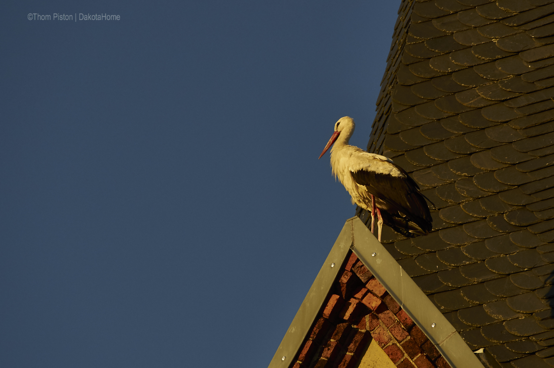 Storchennest Ende Juli 2018 – Brandenburg