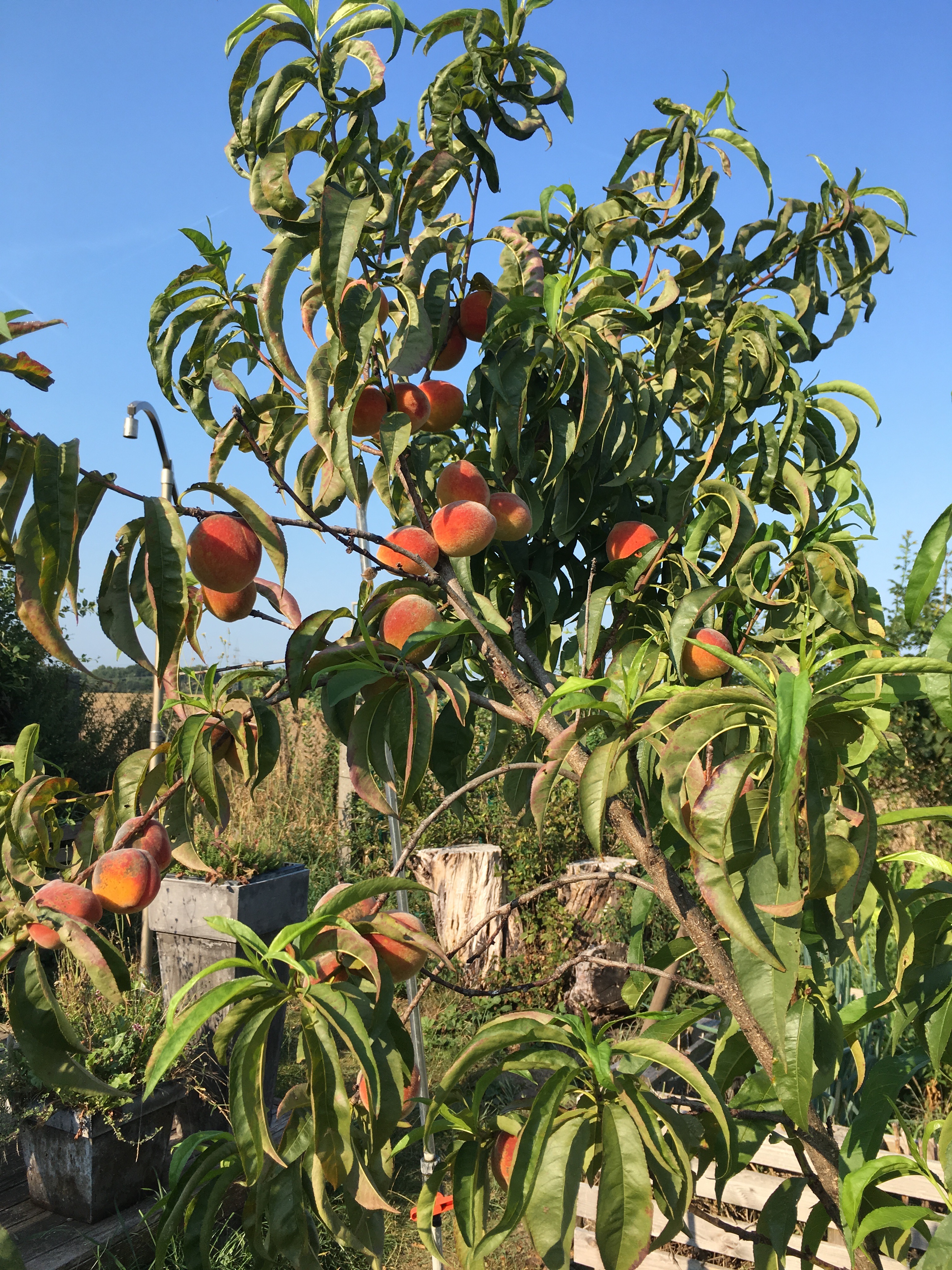 Pfirsichbaum at Dakota Home