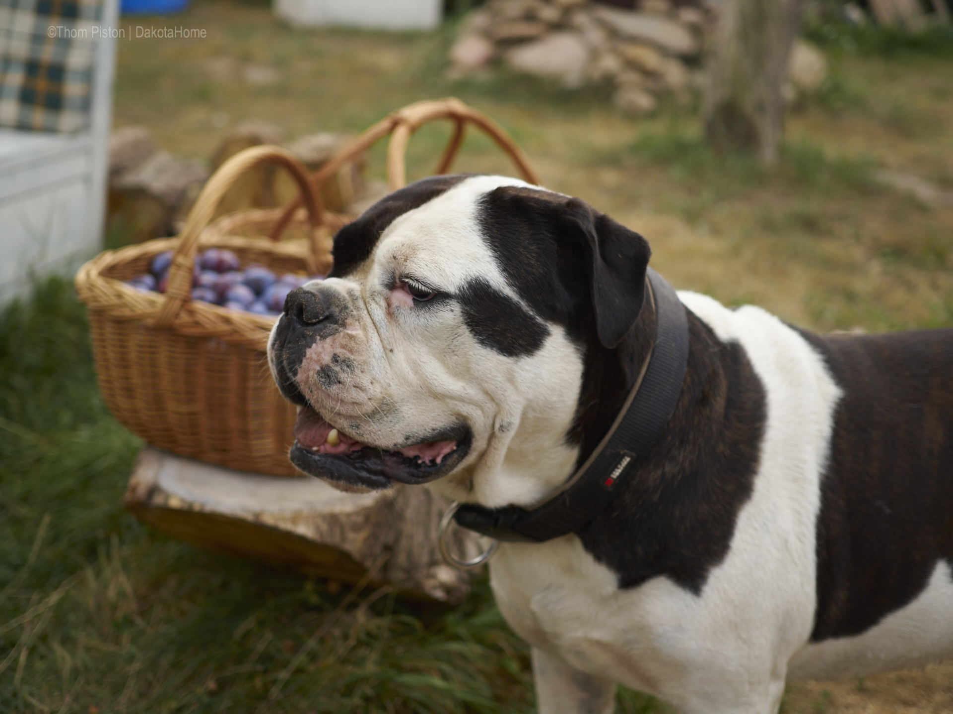 ..die Bulldogge...Erntehelfer nummer 1