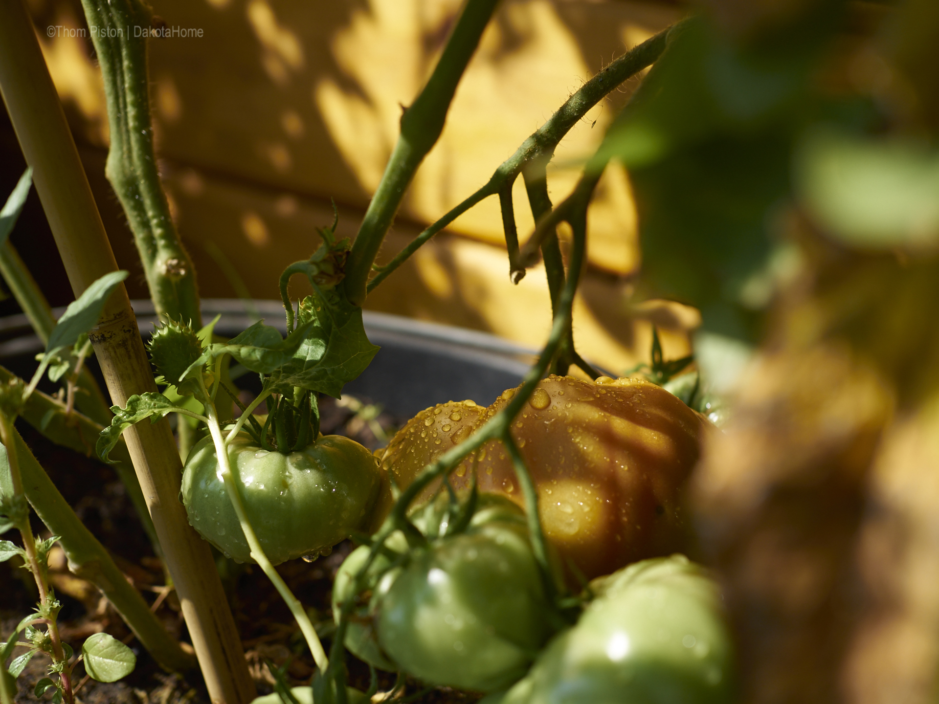 Tomaten, Ponderosa September 2018