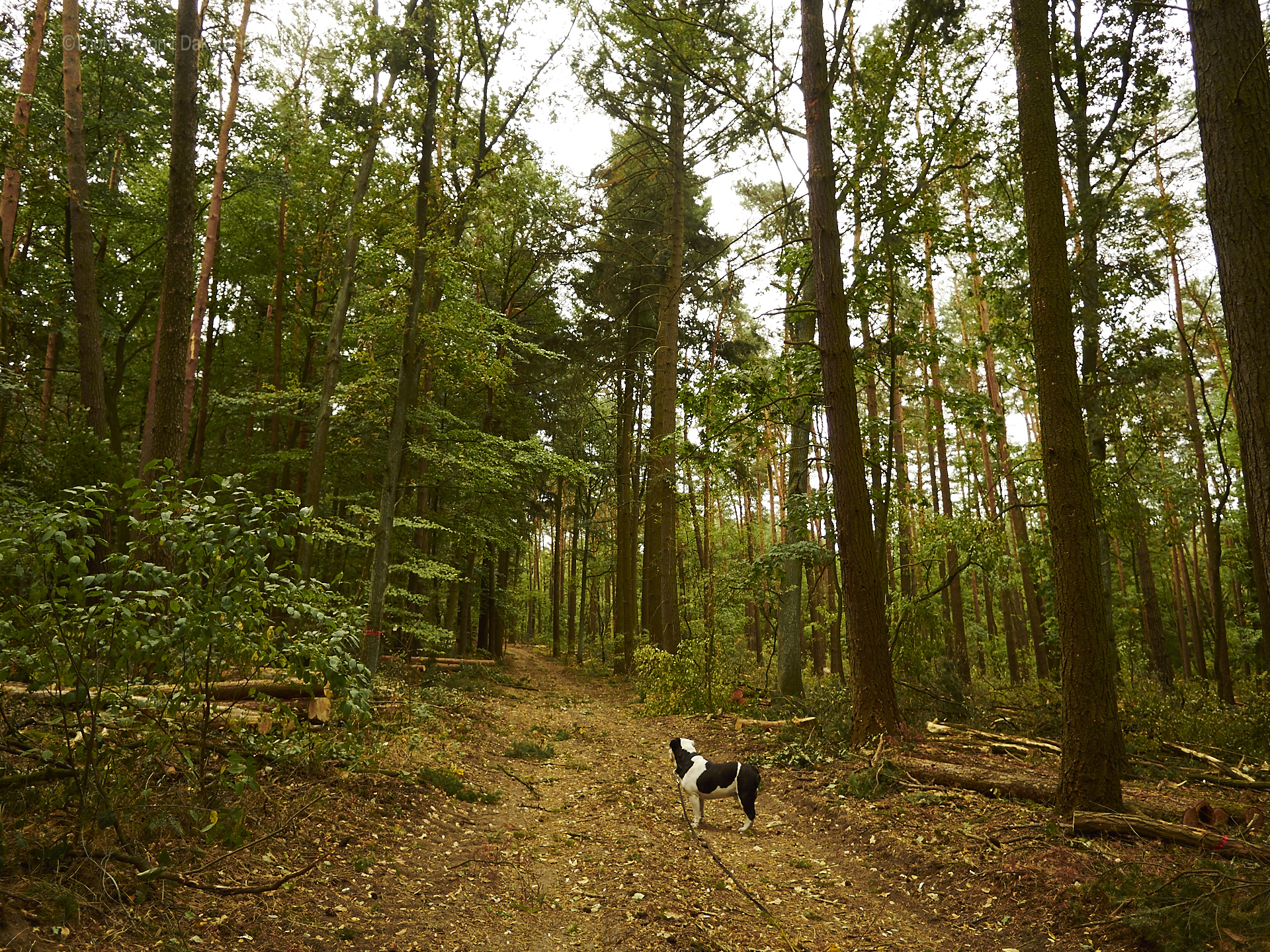 Alwins wald wird immer mehr gelichtet...und ist unordentlich..was der Bulldogge gar nicht gefällt..