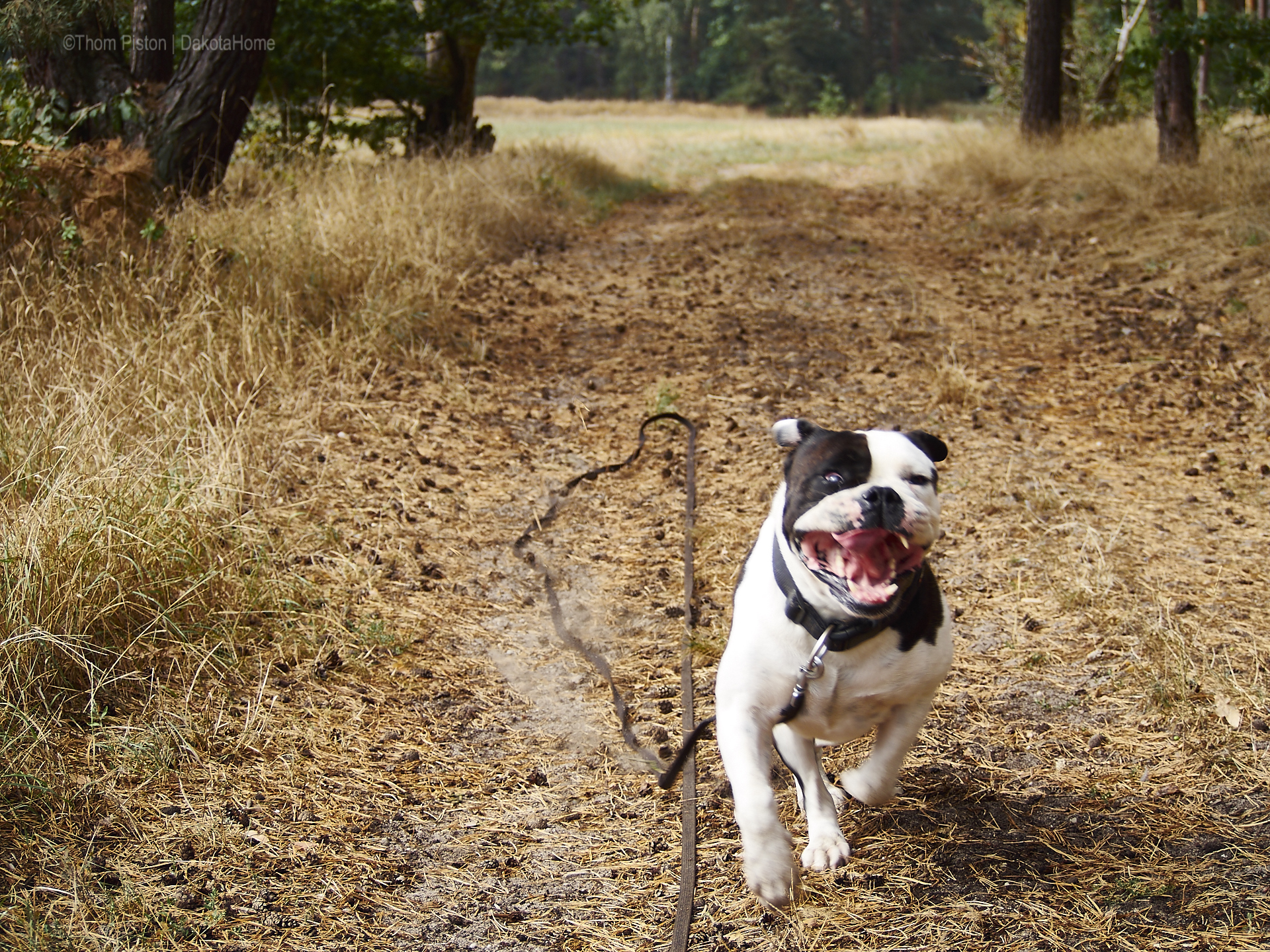 ...wenn man morgens döst und die bulldogge so ankommen sieht hat man 2 möglichkeiten...entwerder man lässt die leine los oder man wird wachgerüttelt...