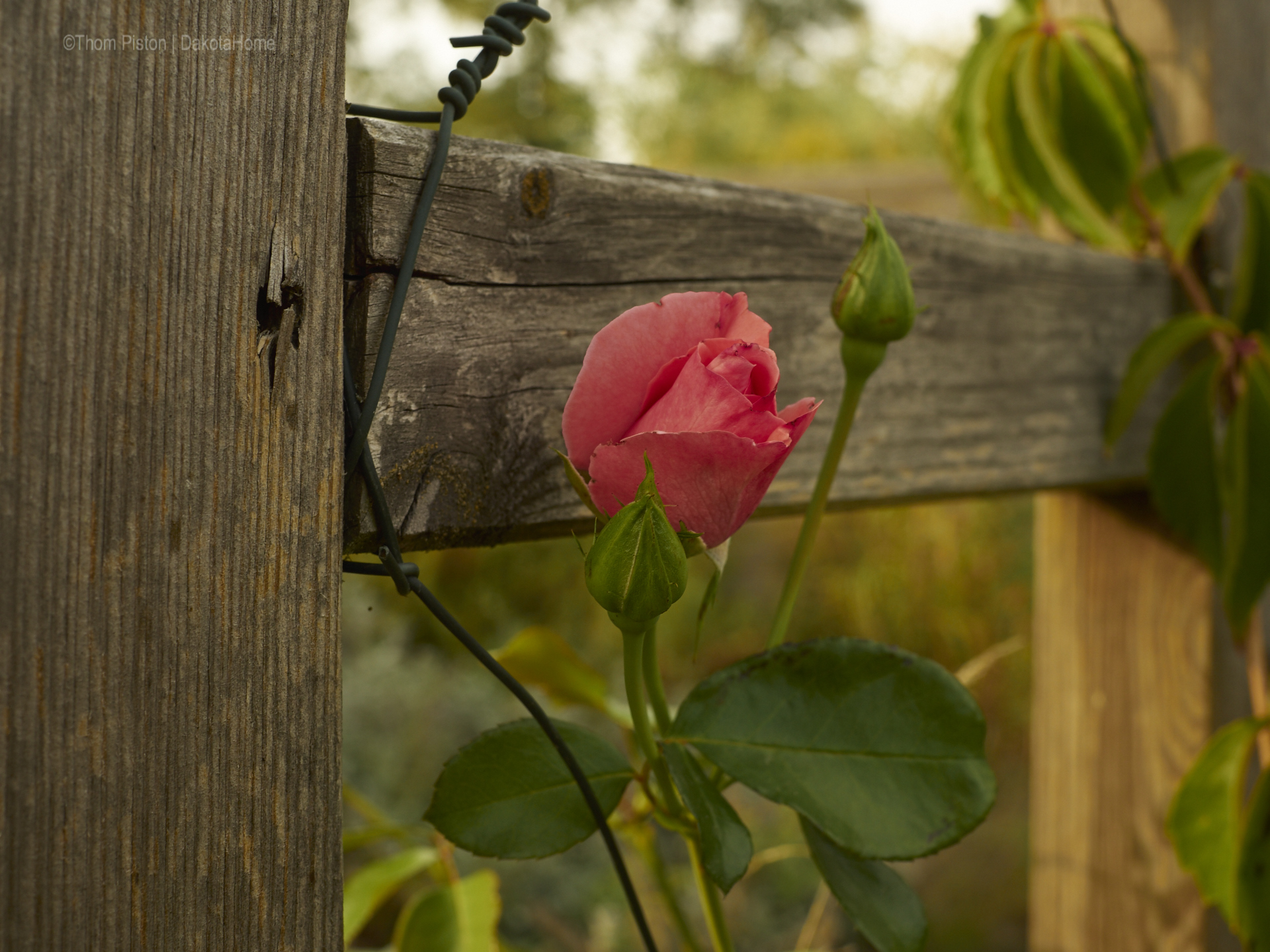 unsere Rosen, wir lieben sie..und Sie verzeihen uns dieses Jahr alles..