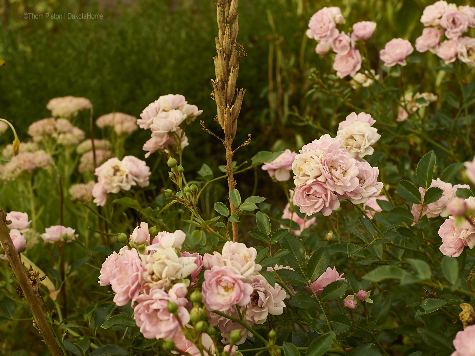 unsere Rosen, wir lieben sie..und Sie verzeihen uns dieses Jahr alles..