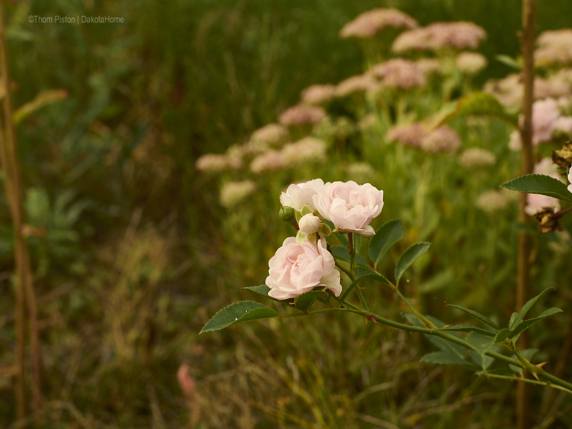 unsere Rosen, wir lieben sie..und Sie verzeihen uns dieses Jahr alles..