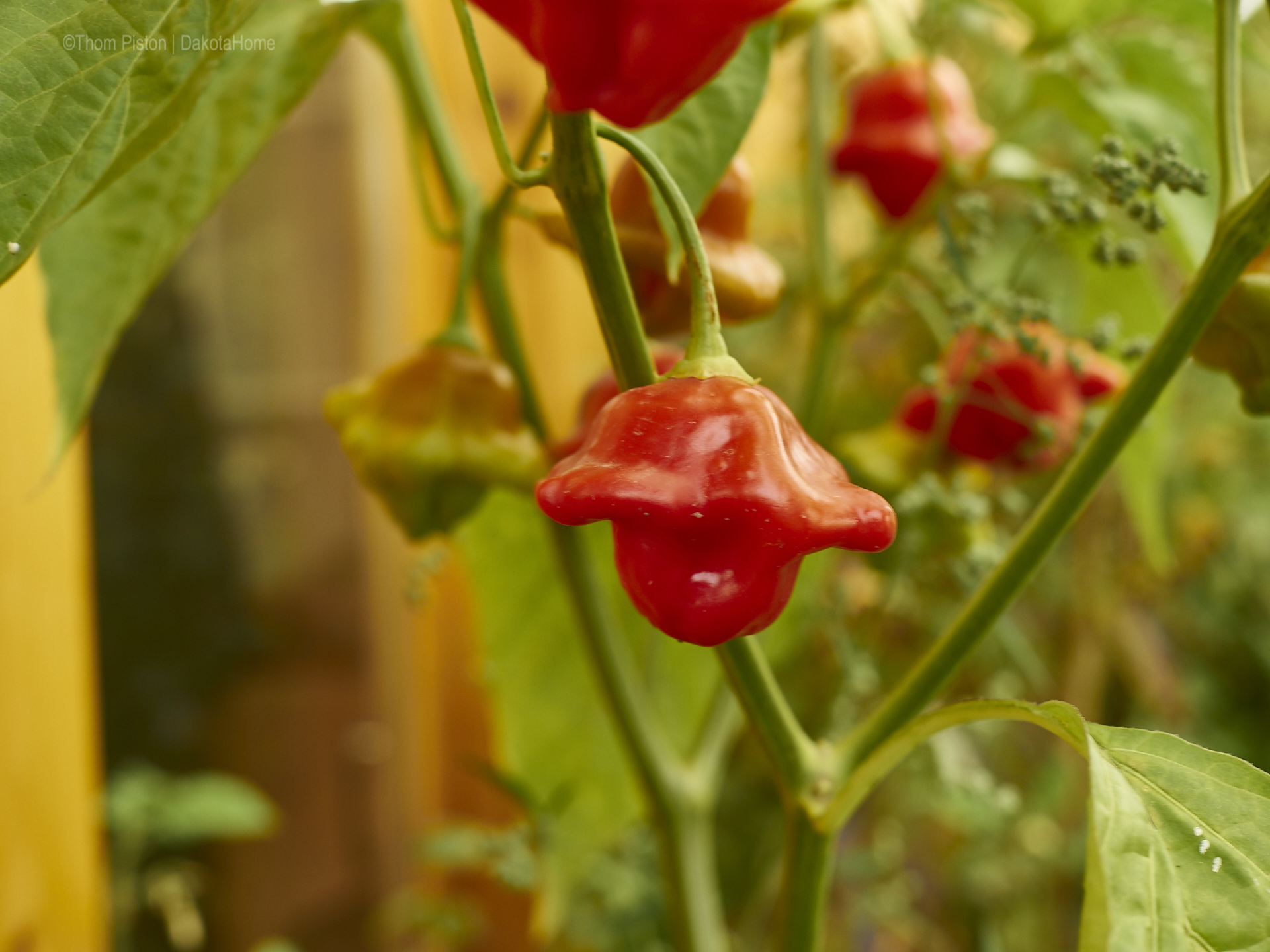 Glockenchilis Bishop Crown