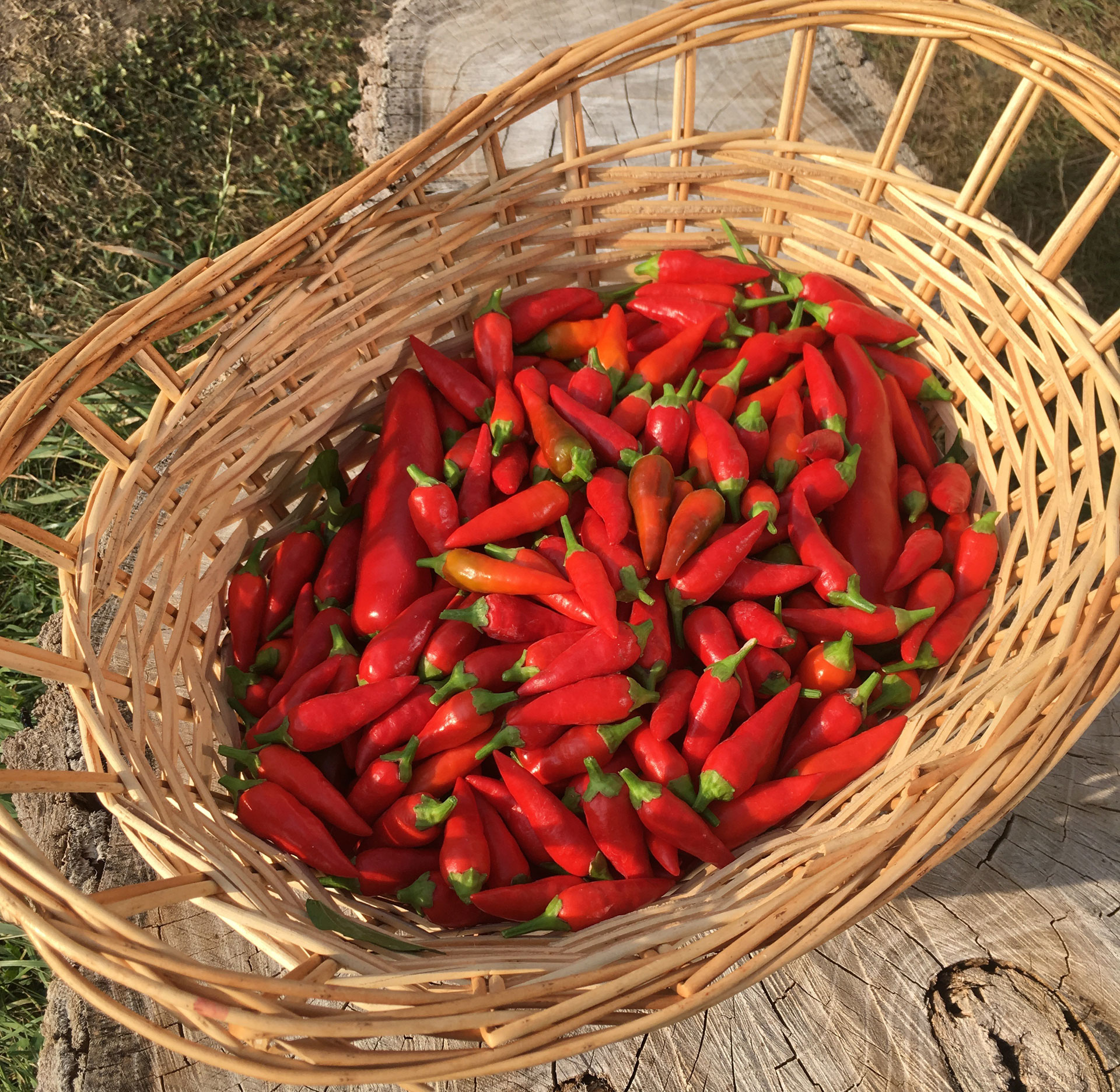 Chilis at Dakota Home