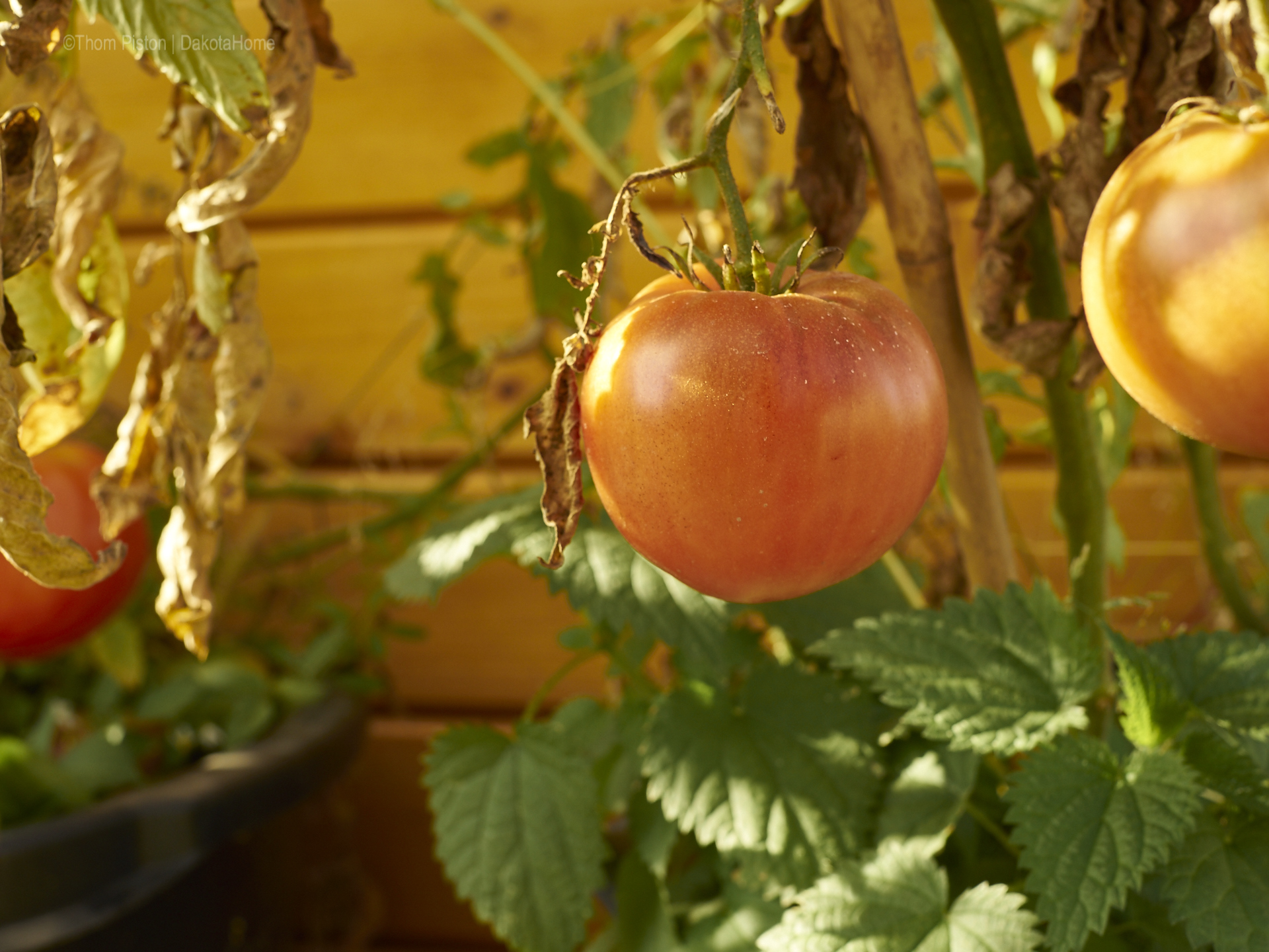 Tomaten, Ende Oktober 2018, Dakota Home