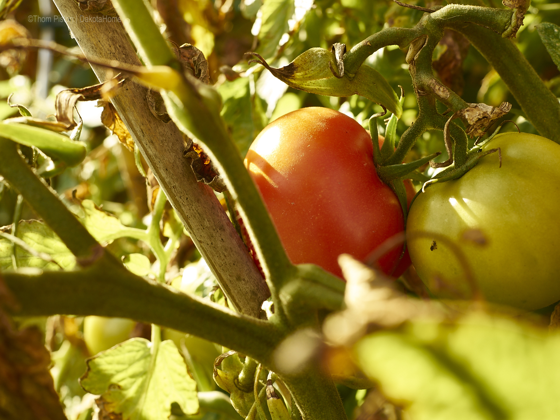 Tomaten, Ende Oktober 2018, Dakota Home