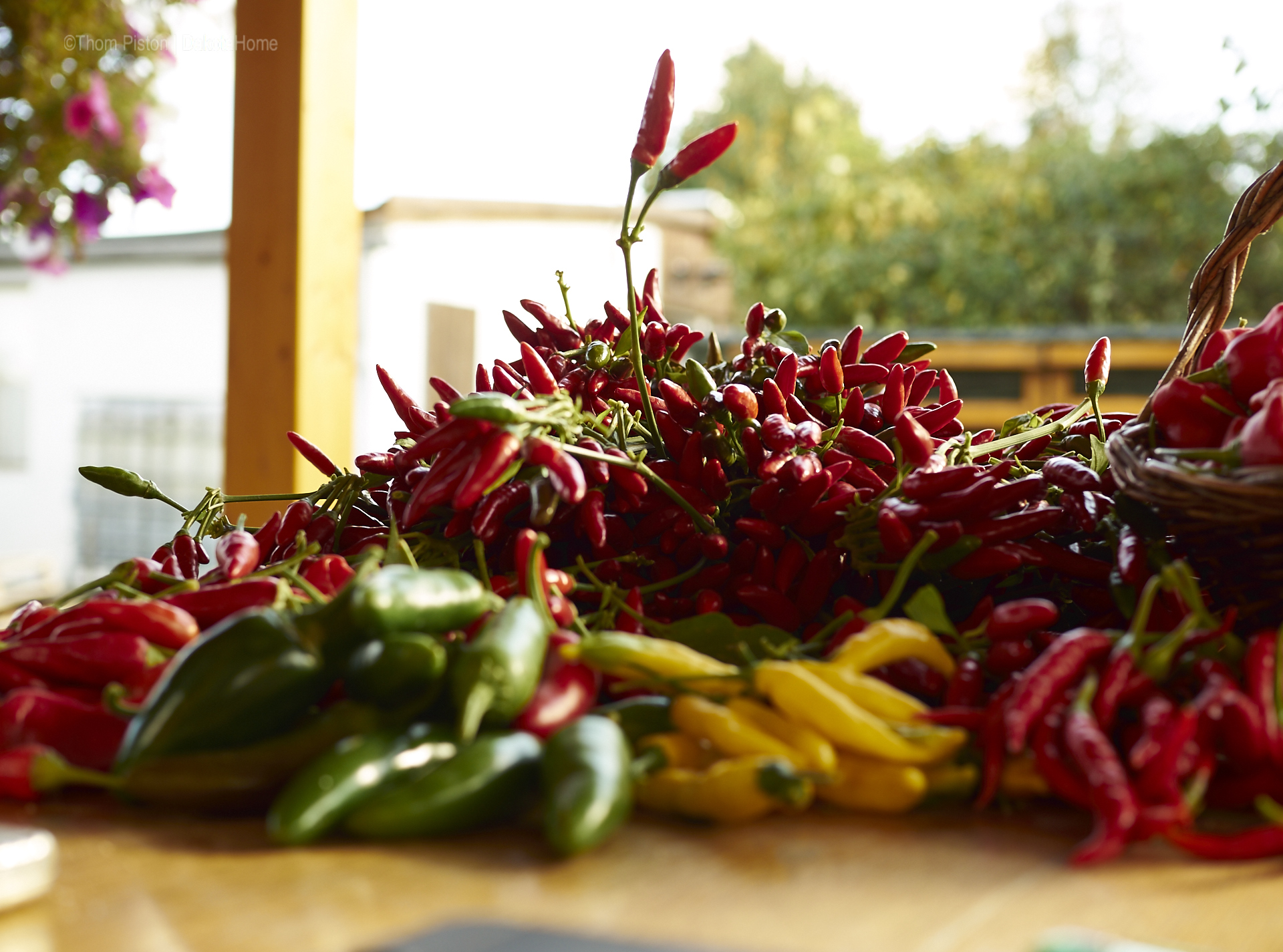 der berüchtigte Chilli Berg...nach ernte nummer 4