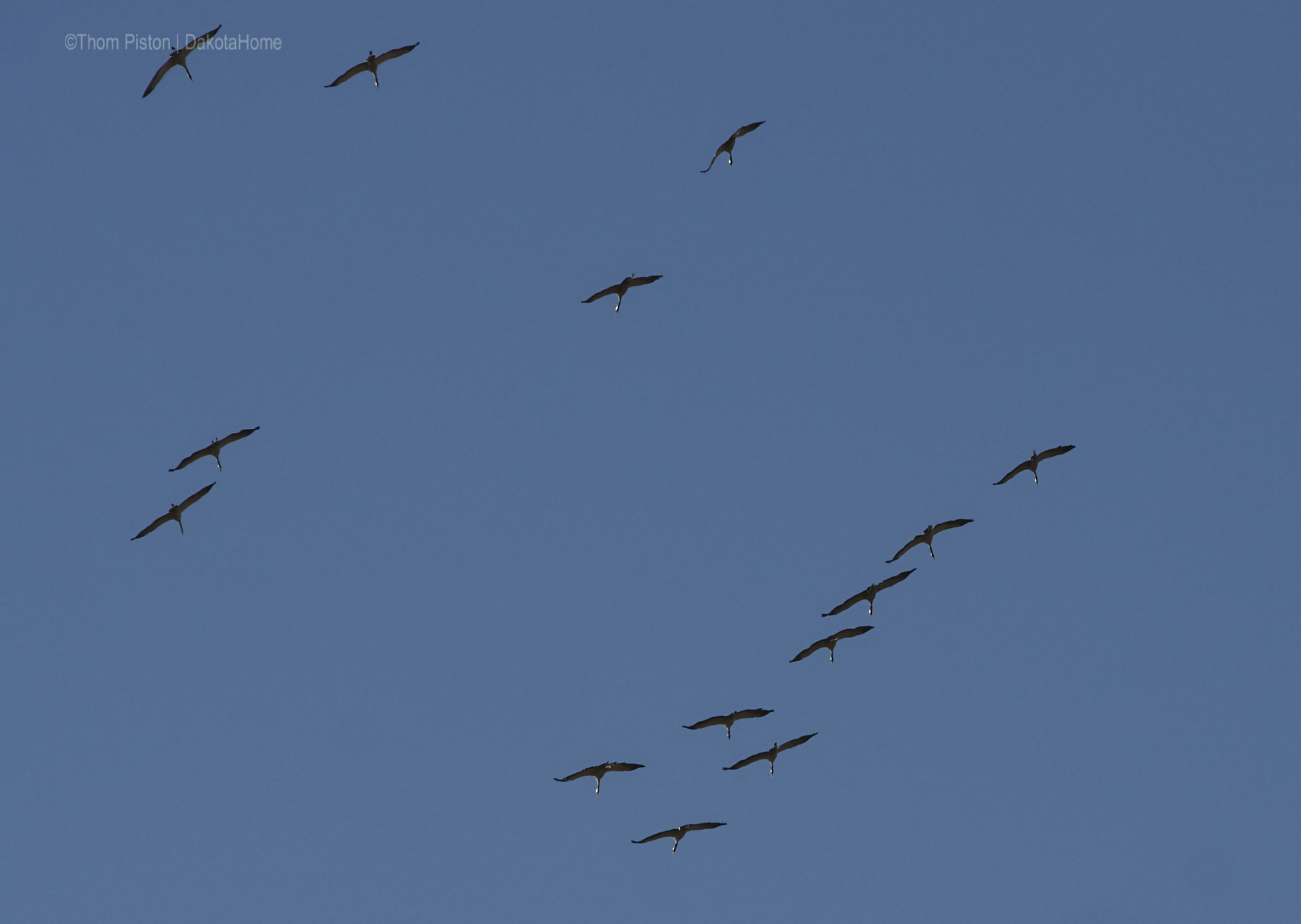 ...die Vögel sammeln sich um uns im Winter allein zu lassen...