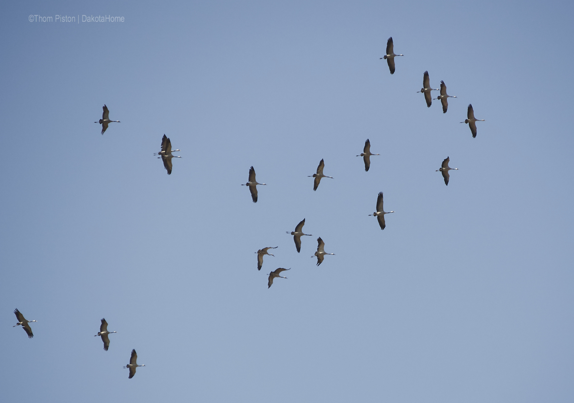 ...die Vögel sammeln sich um uns im Winter allein zu lassen...