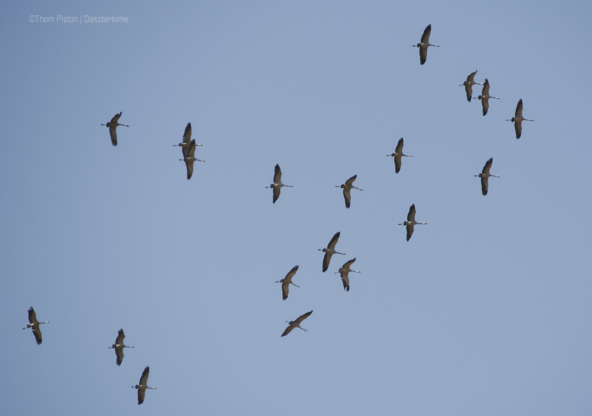 ...die Vögel sammeln sich um uns im Winter allein zu lassen...